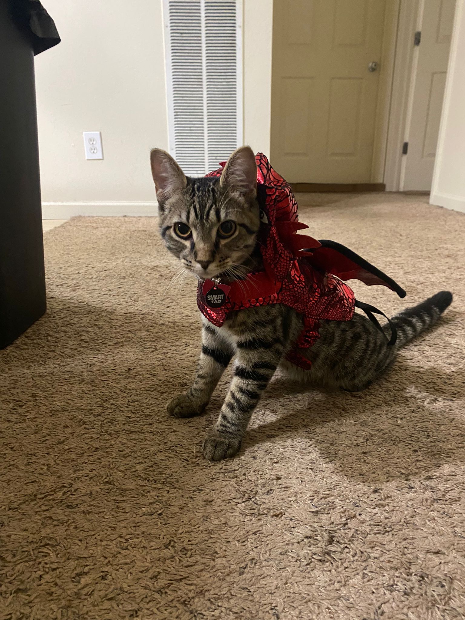 Celebrating My 12th Cake Day with an Adorable Demon Kitty!