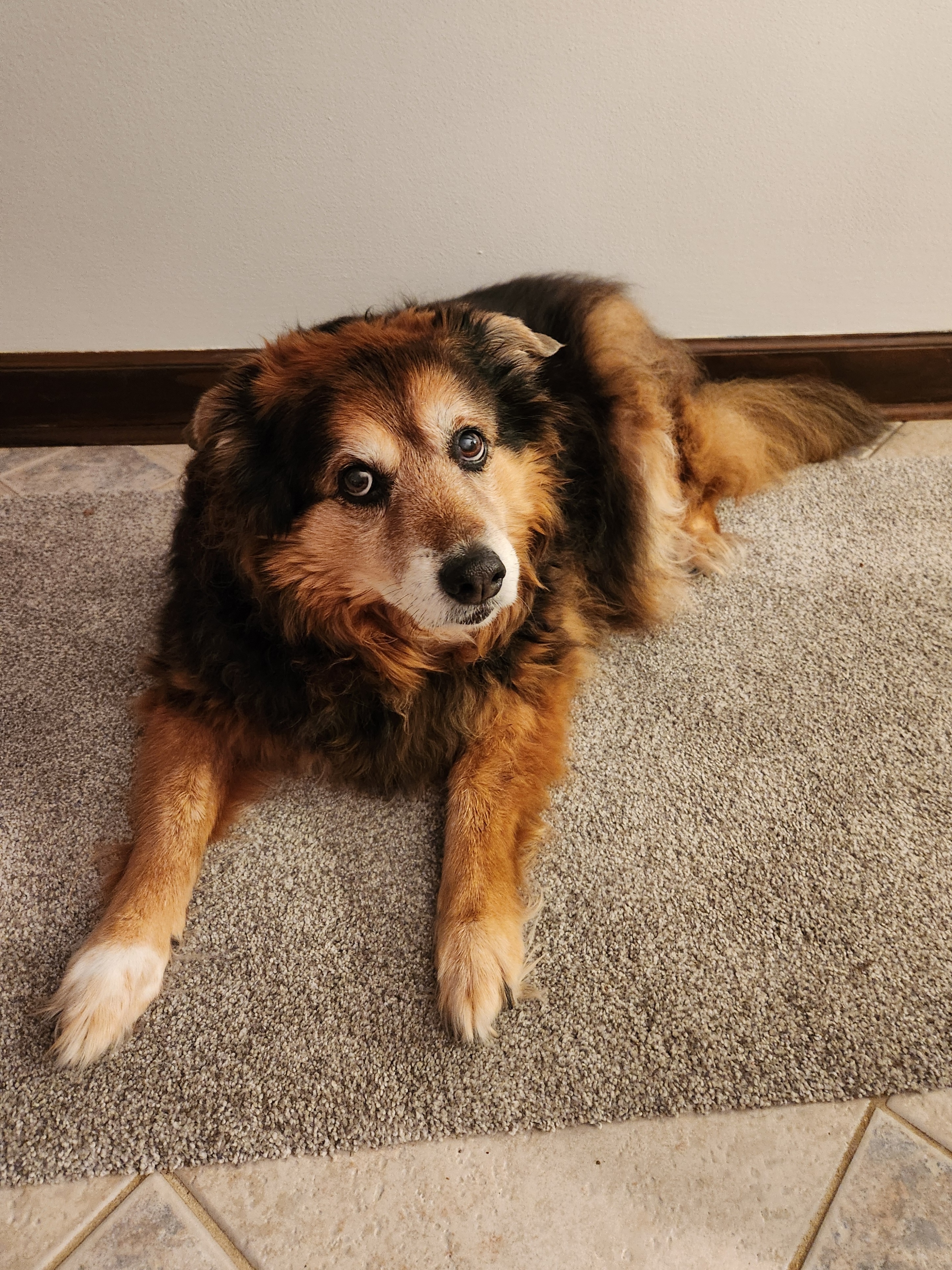 Peanut the Dog's Daily Adventure - Day 1575