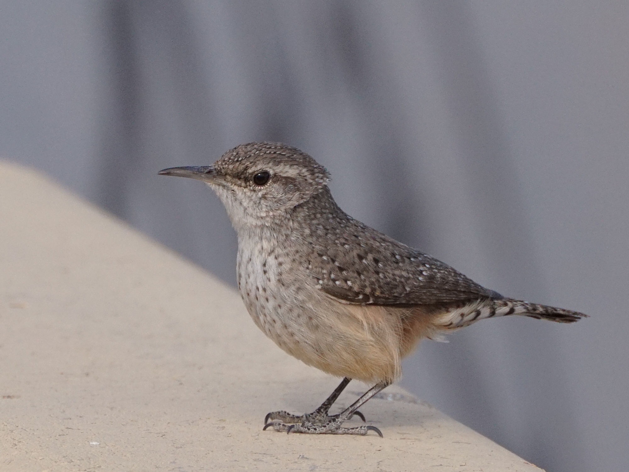 Spotlight on the Rock Wren: Nature's Little Marvel