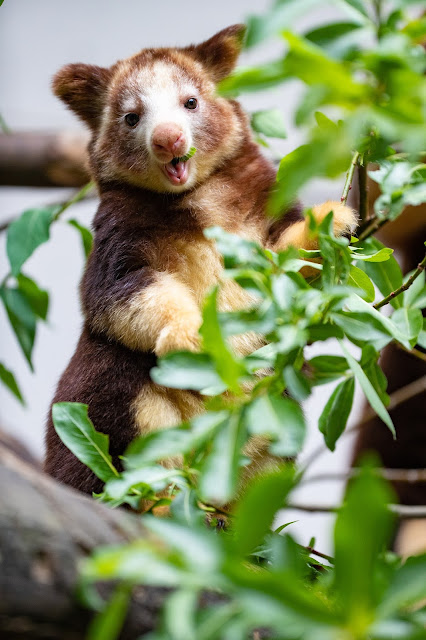 Discovering the Fascinating Tree Kangaroo