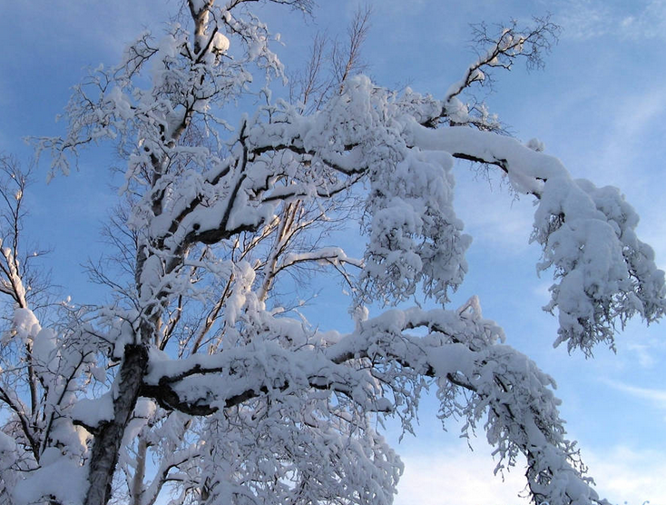A stunning winter tree standing tall!