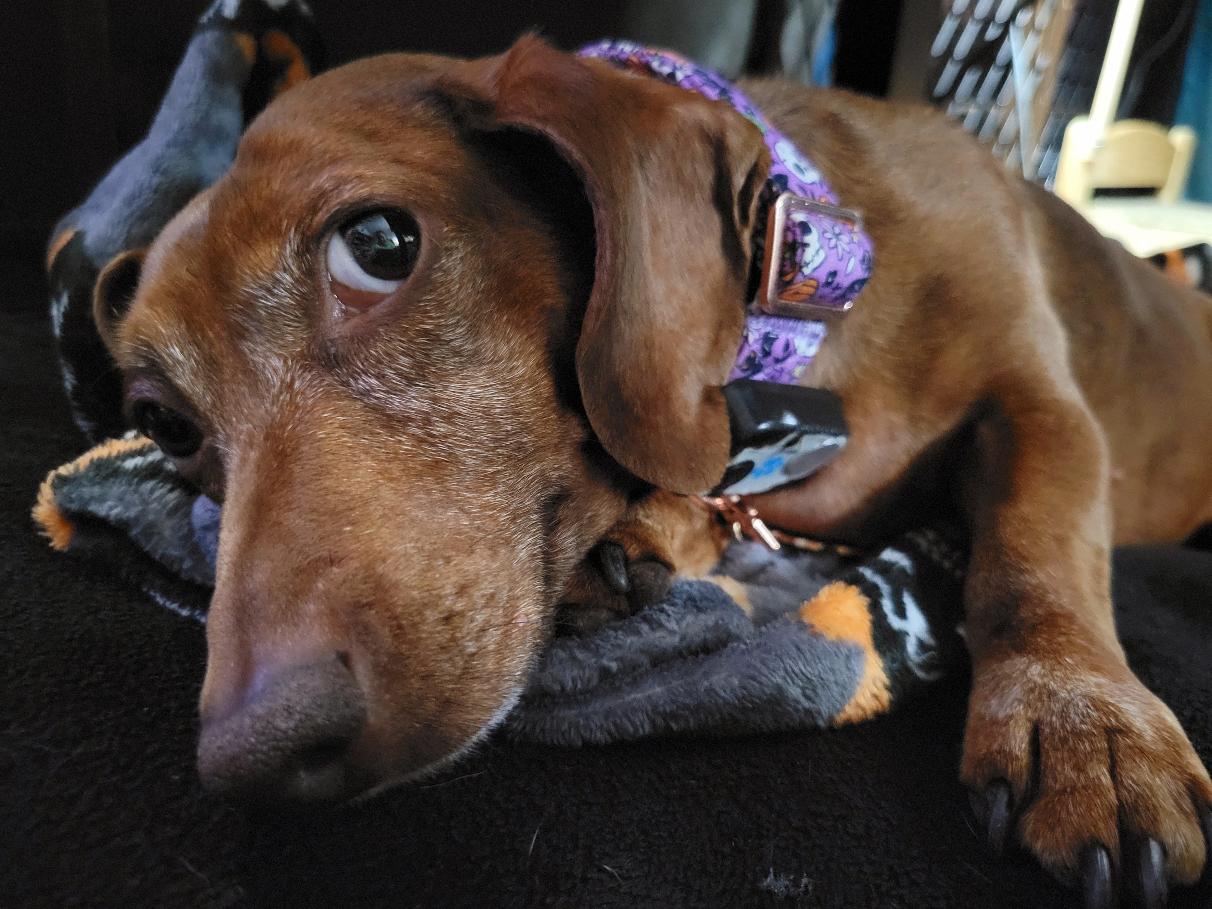 Meet My Pup Tiger Lilly: A Snapshot of Cuteness #665