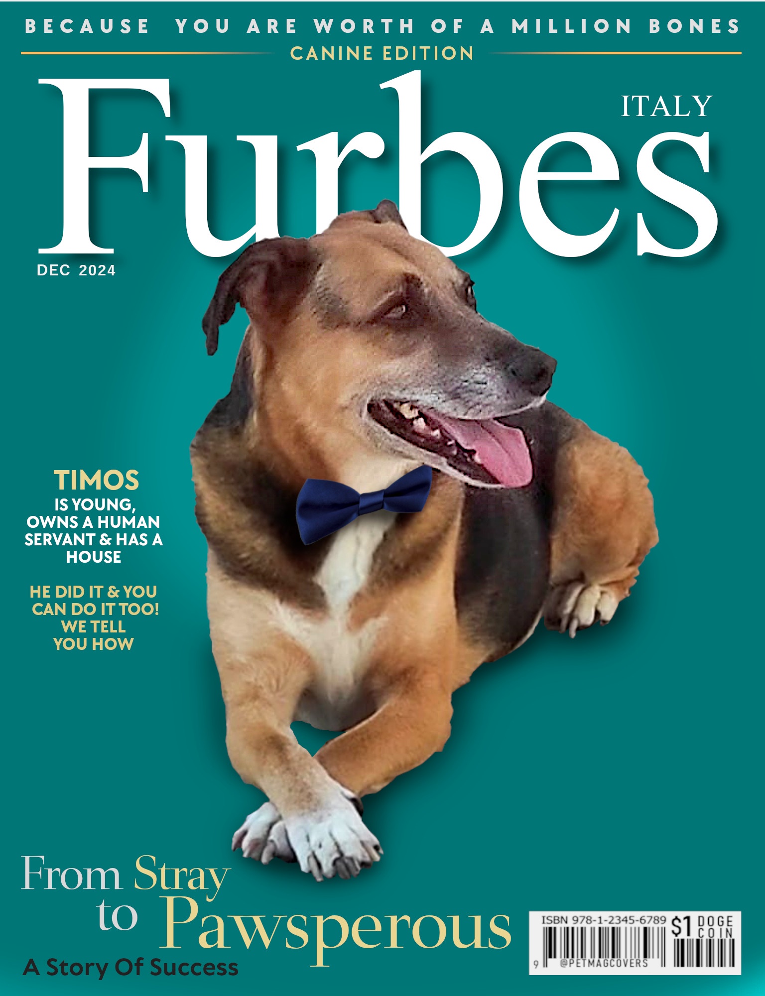 Transforming from Stray Dog to a Life of Luxury