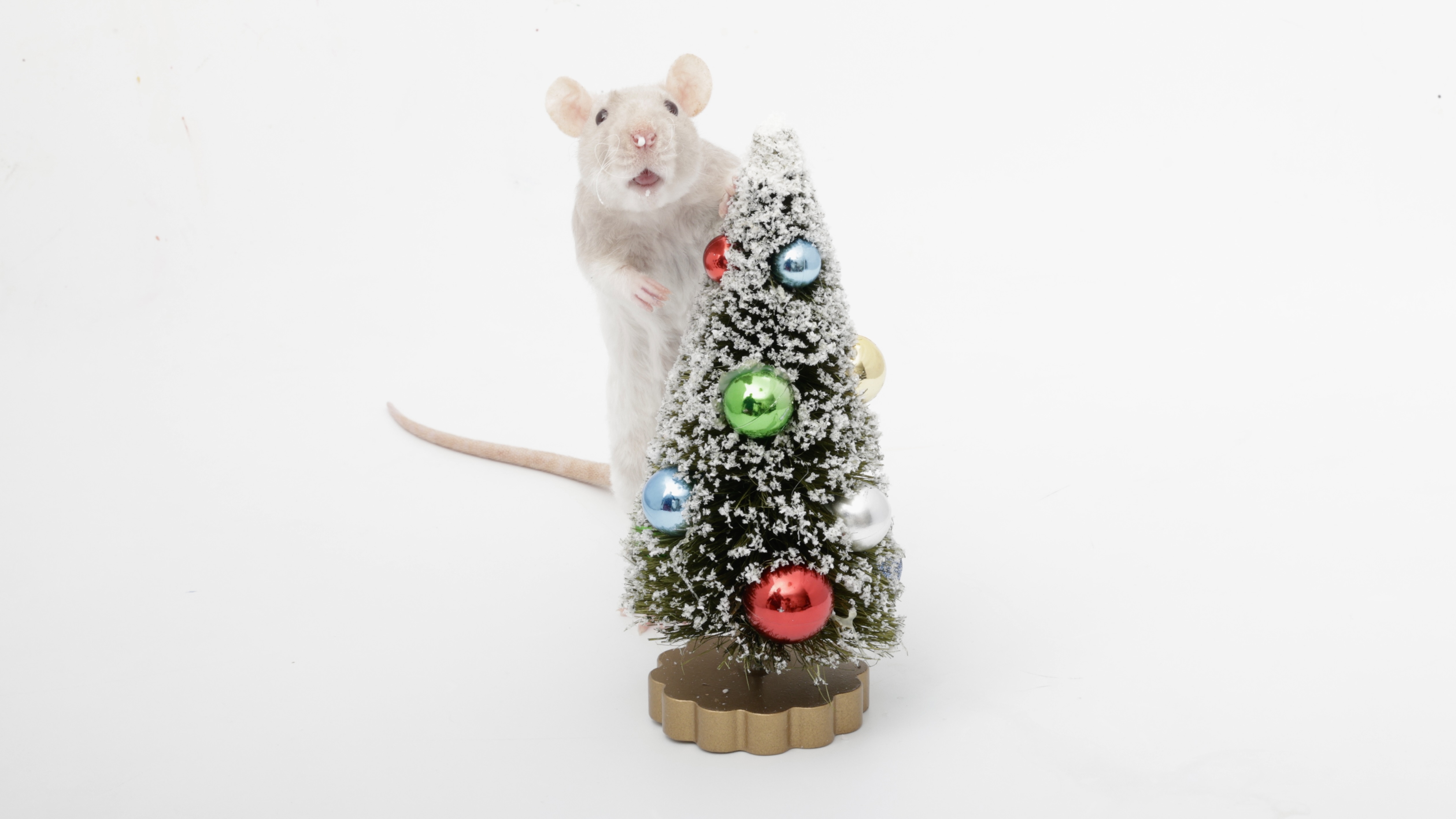 On the 7th Day of Ratmas, My Ratties Gave Me a Festive Surprise!