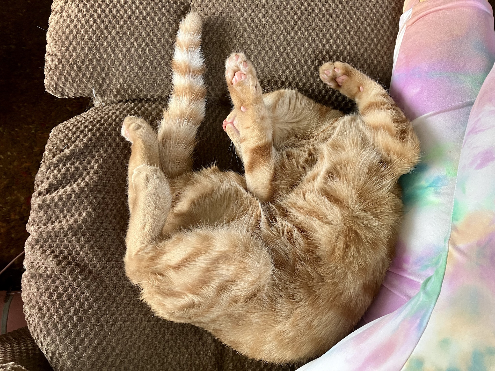Aubrey's Caturday: Nap Time and Pretzel Twists