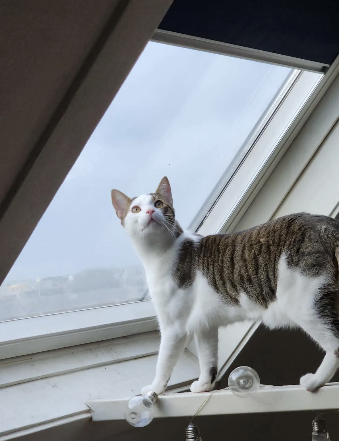 On the Hunt: A Journey of Discovery