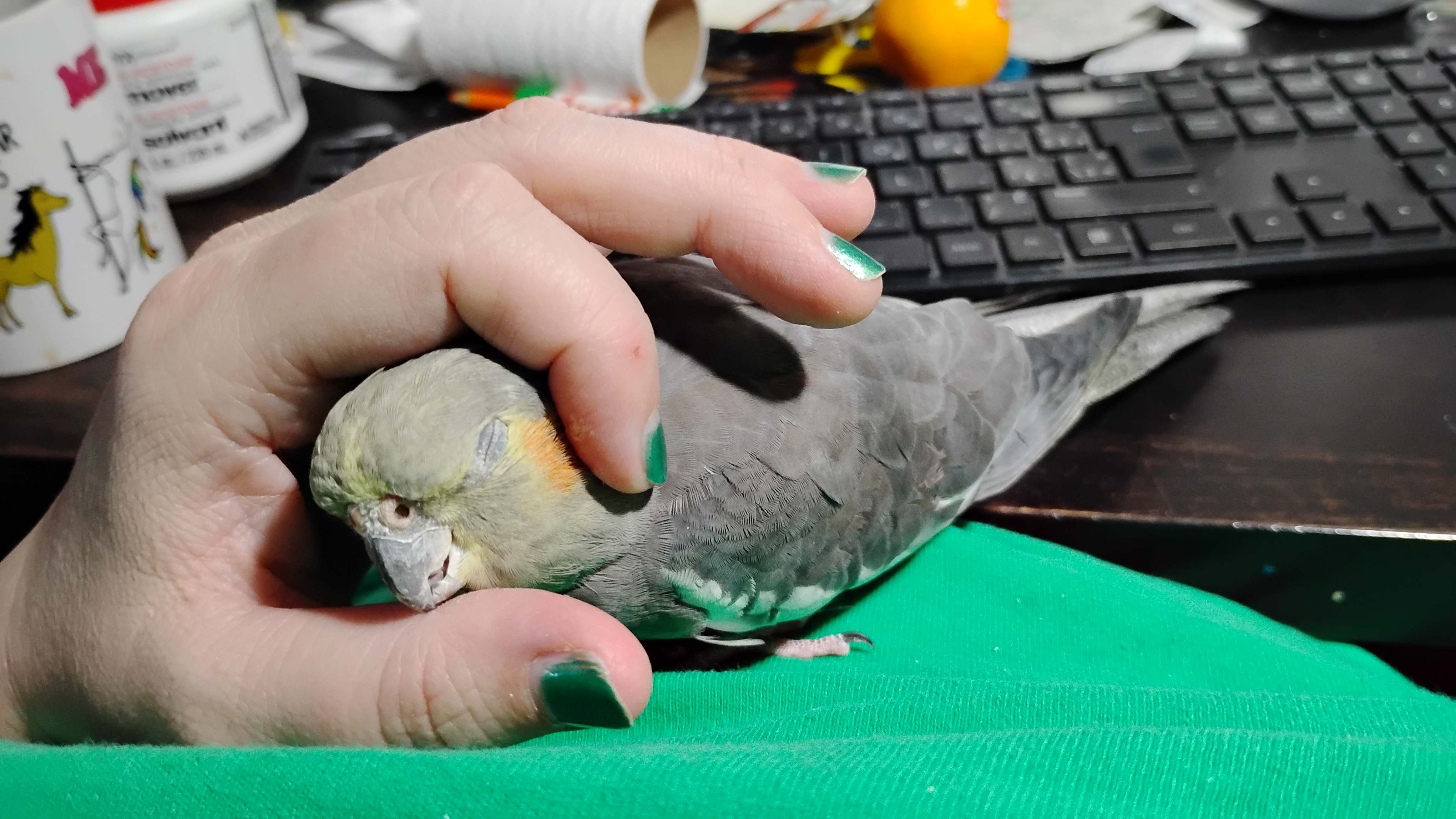 Birb in Distress: All Plans Are Now Canceled