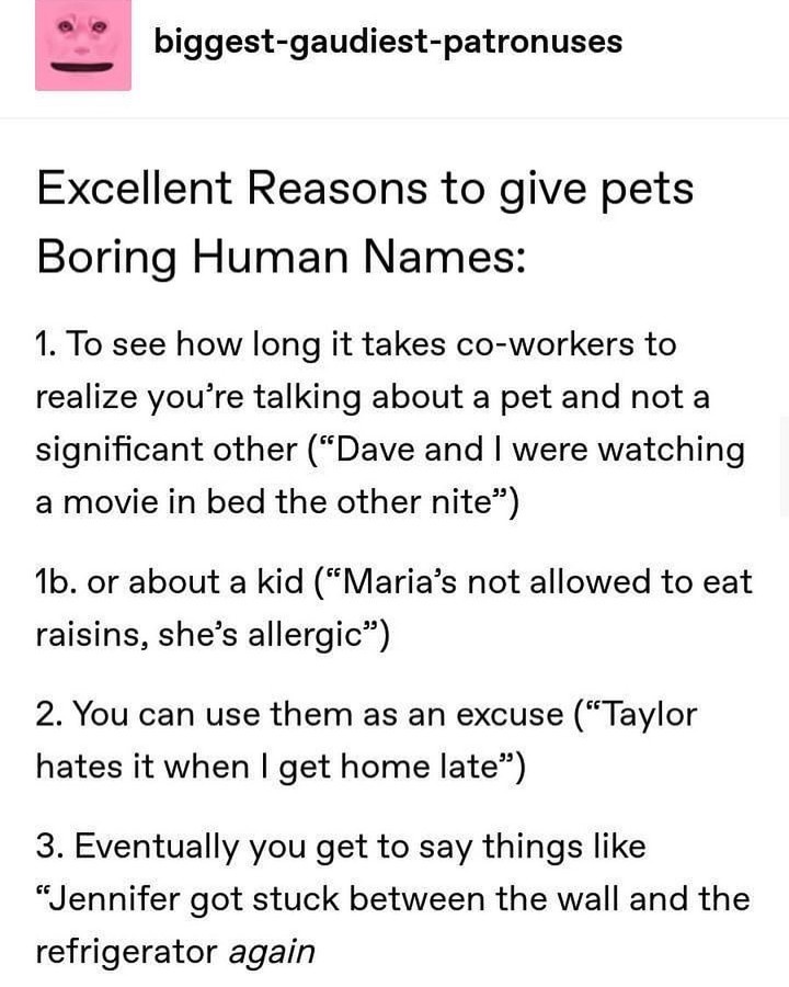 Creative Ways to Use Your Pet's Name for Laughs and Alibis