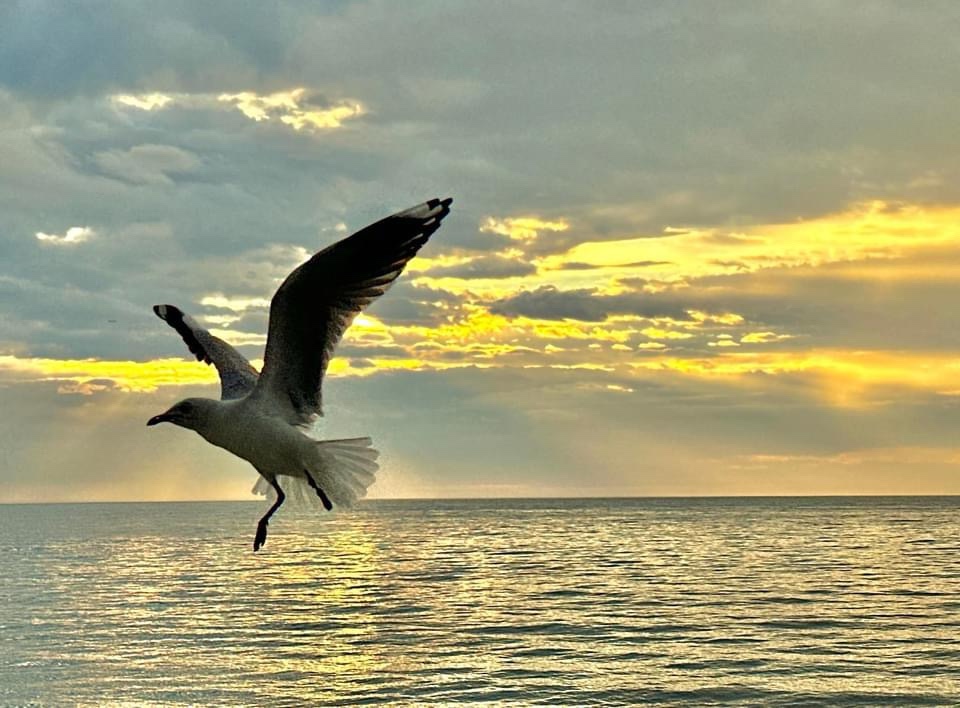 Soaring High: In Flight Adventures