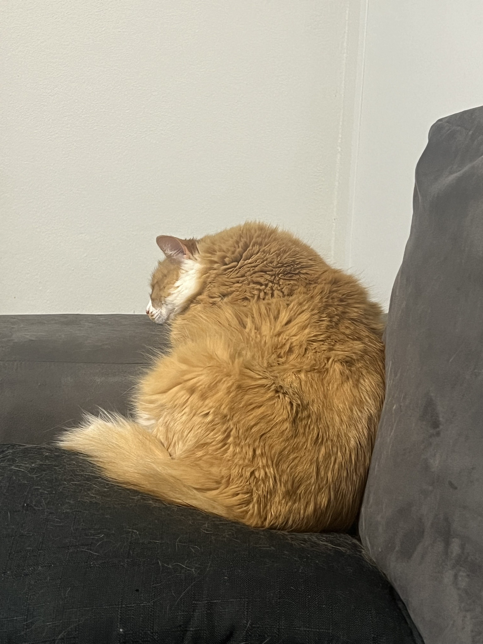 Meet my cat, the adorable nugget, as I navigate through tough times after my uncle's passing just 24 hours ago.