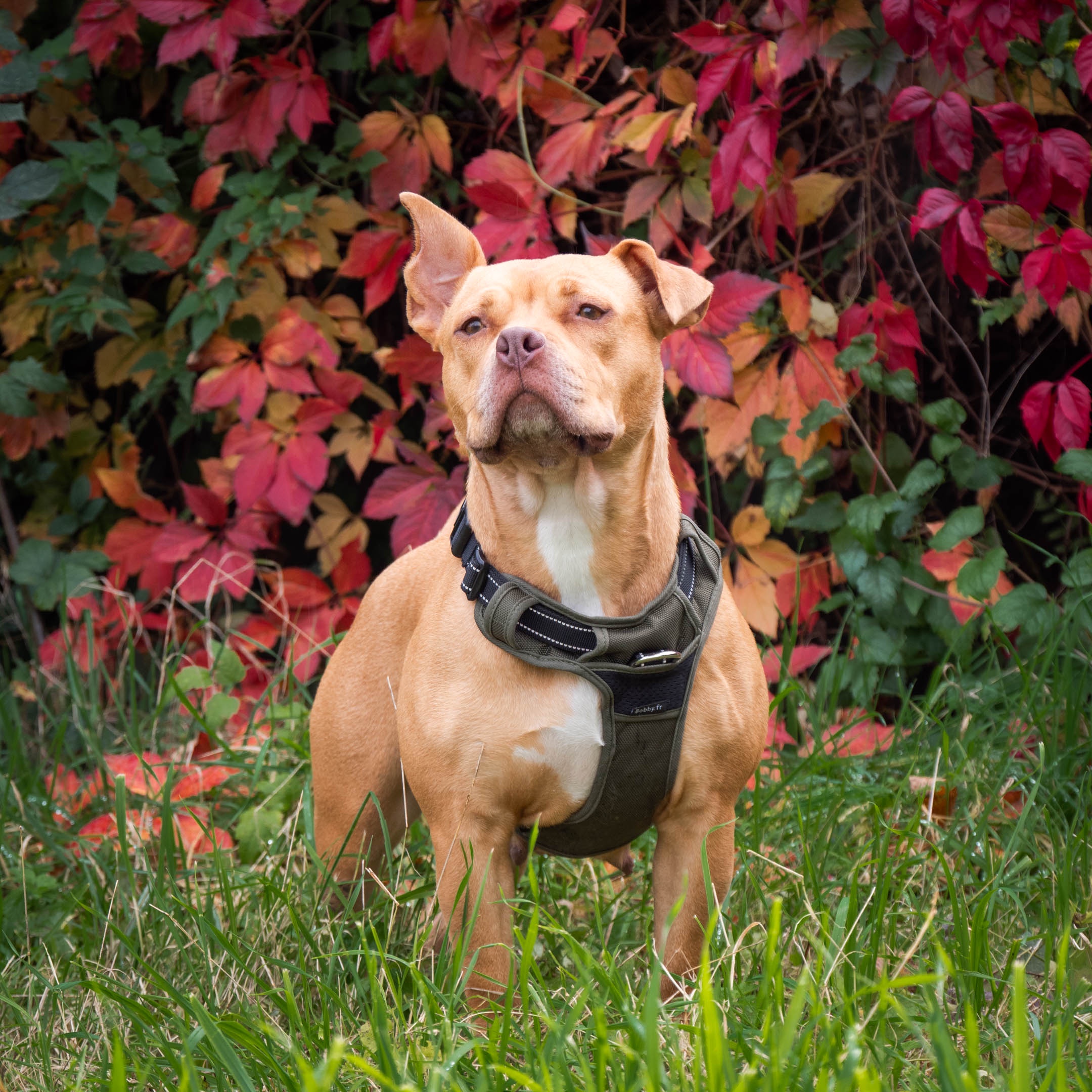 When life hands you beautiful leaves, capture the moment at your local shelter <3
