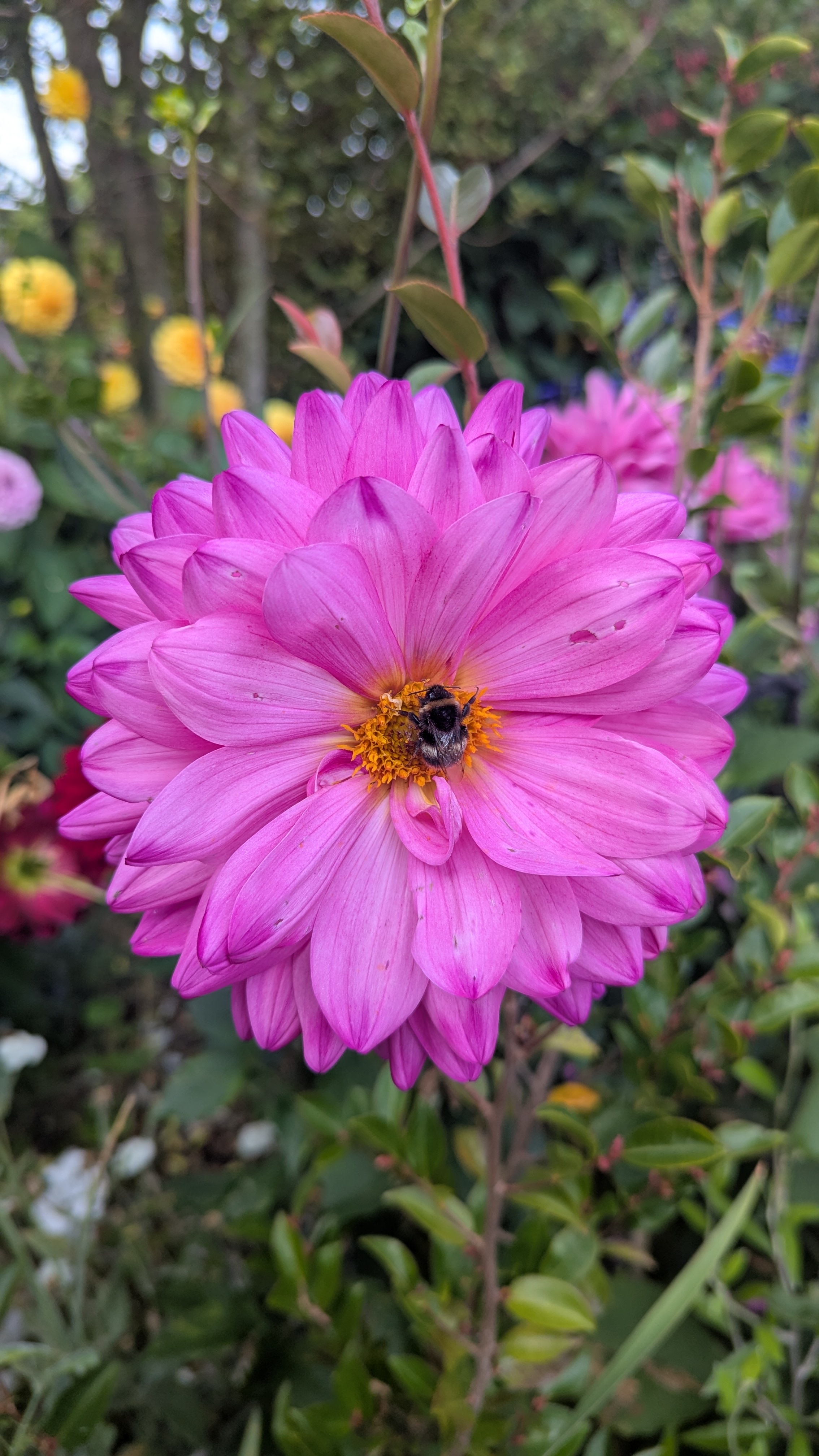 A Beautiful Morning Blossom