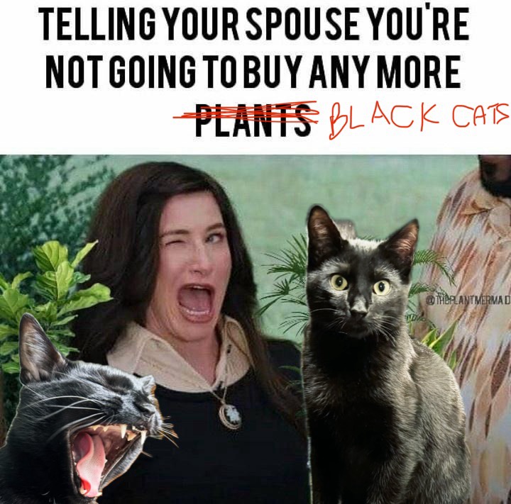 I'm Ready for Crazy Cat Lady Status!