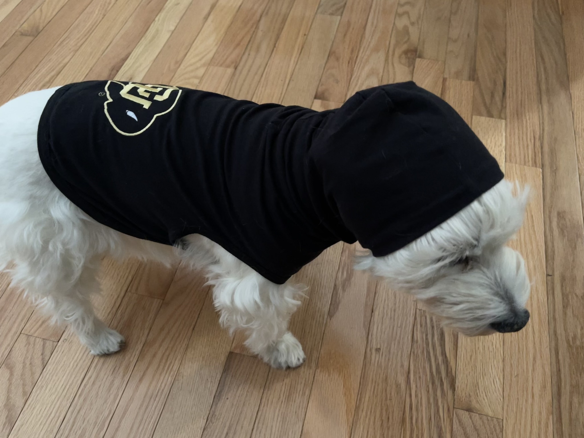 A heartfelt tribute to my gameday buddy Lily Bella, who has been gone for 150 days. Still feeling the loss today.