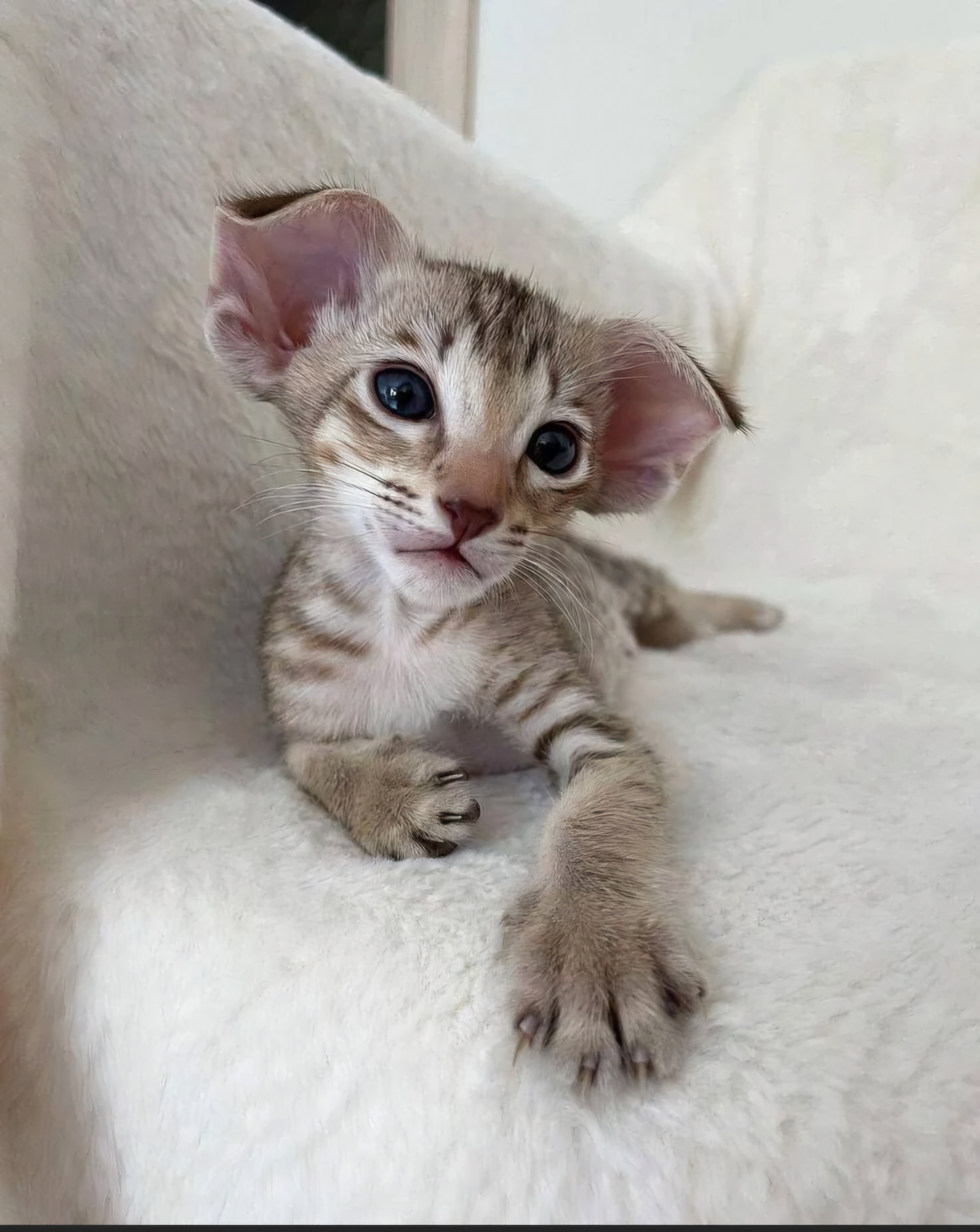 Meet Adam Driver's adorable Spirit Kitty!