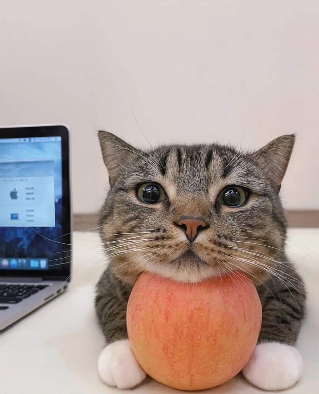 The Dilemma of Apple and No Apple