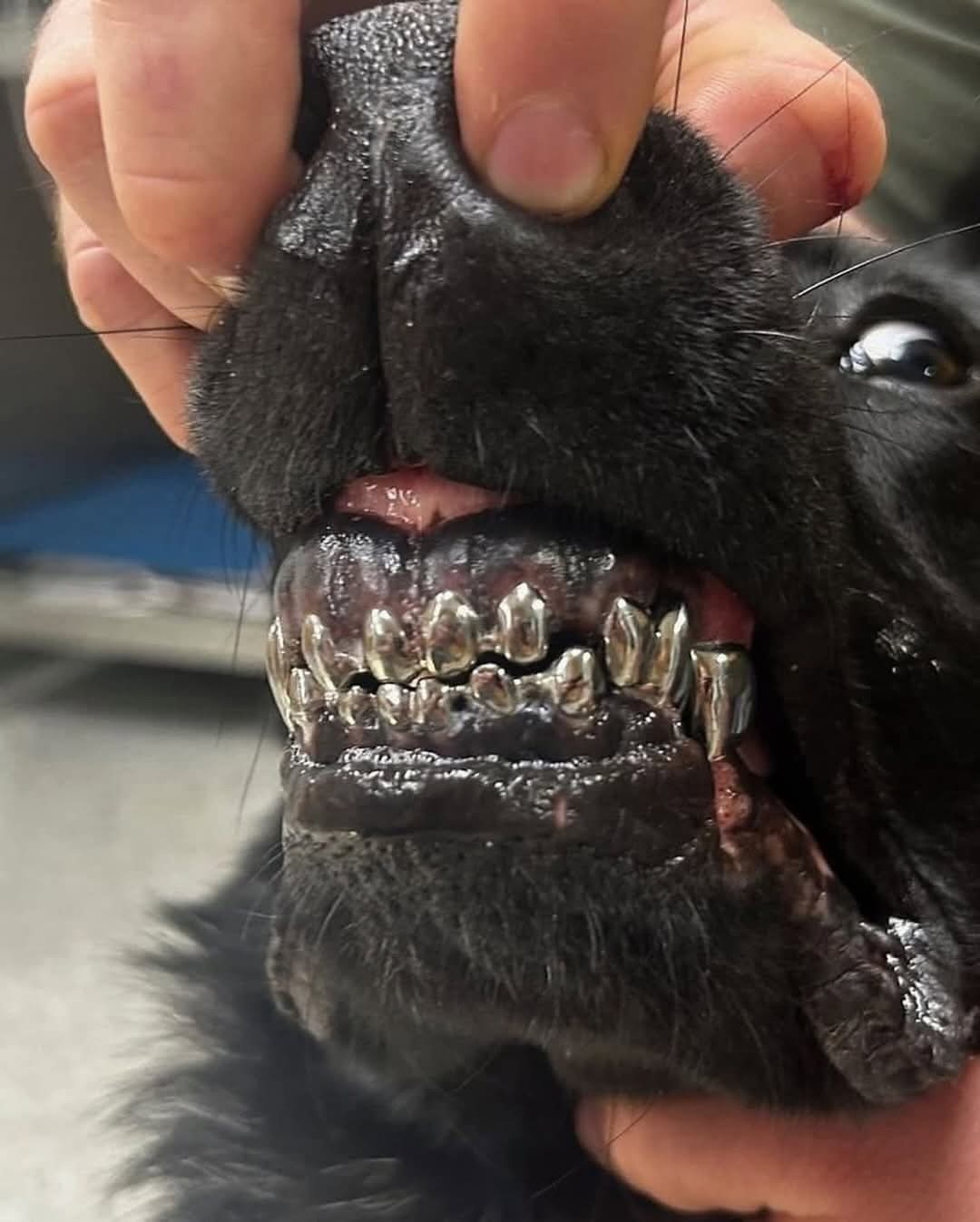 Meet Deke: The K-9 with Titanium Teeth!