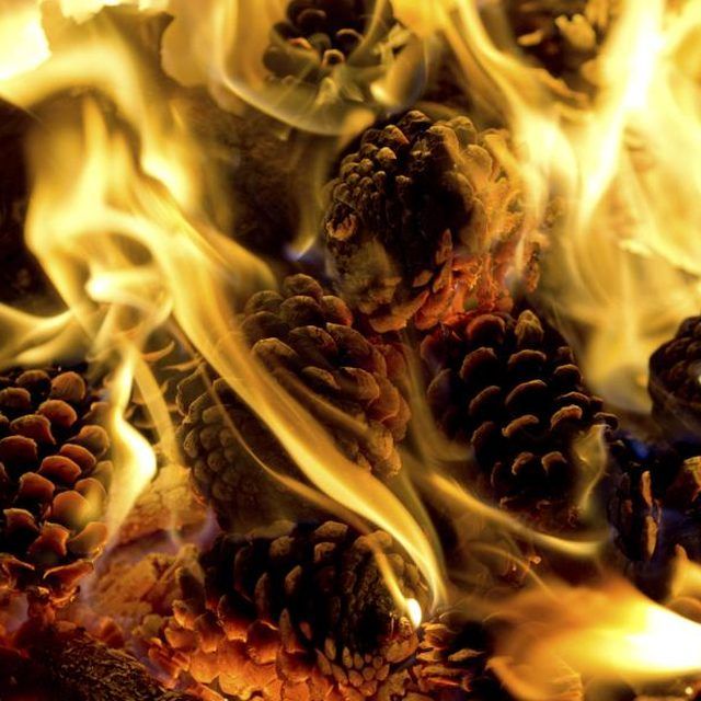 Pinecones are the hottest trend right now!