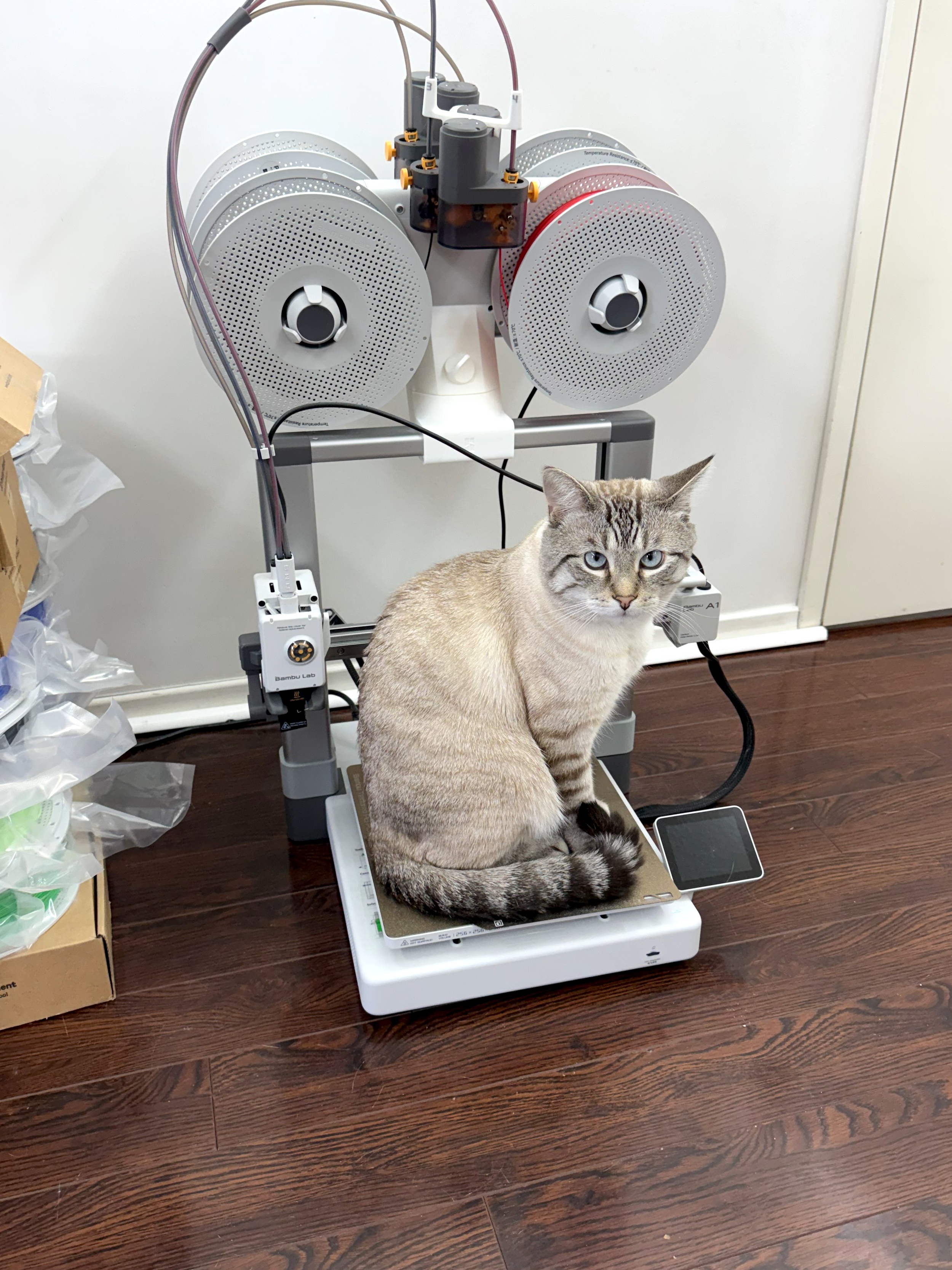 Meet the adorable 3D Printed Cat!