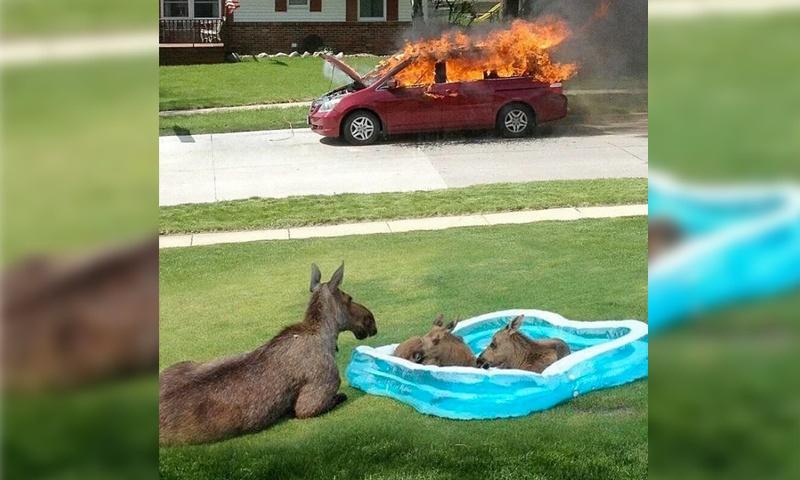 An Outpouring of Anger: A Canadian's Meme Collection
