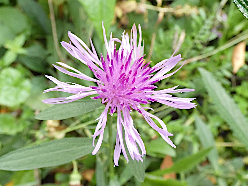 Autumn's Beauty in the Garden: A 2024 Snapshot