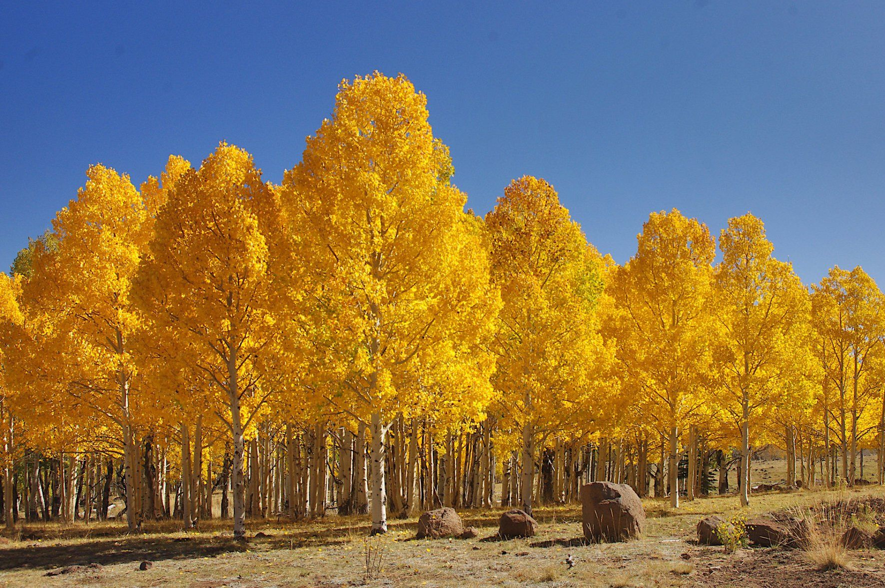 Spot the lone tree in this captivating photo