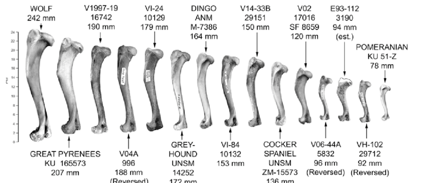Fascinating Discovery: Canid Bones Unearthed in Vindolanda