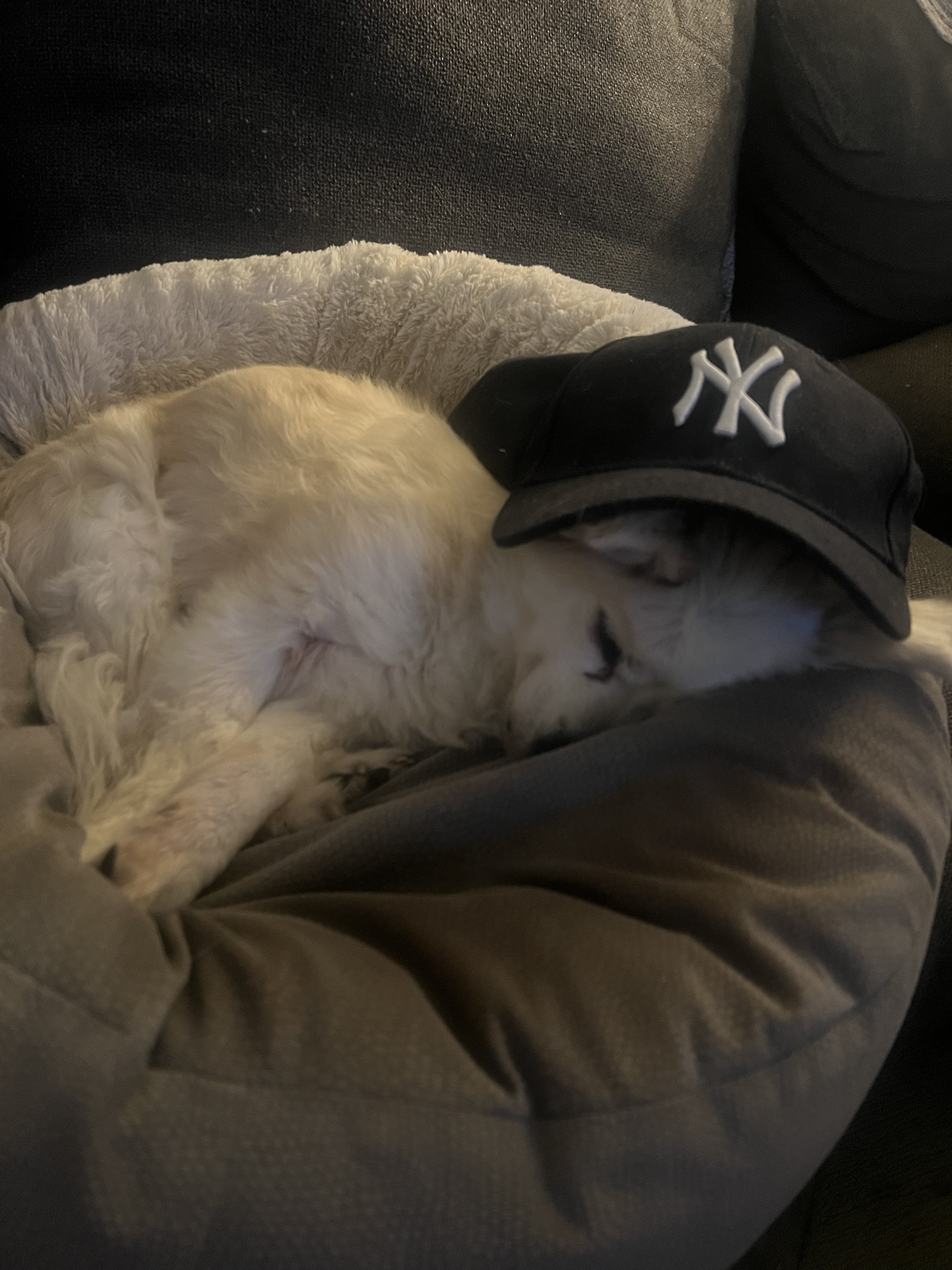 The Art of Rest: Embracing the Sweet Escape of Sleep