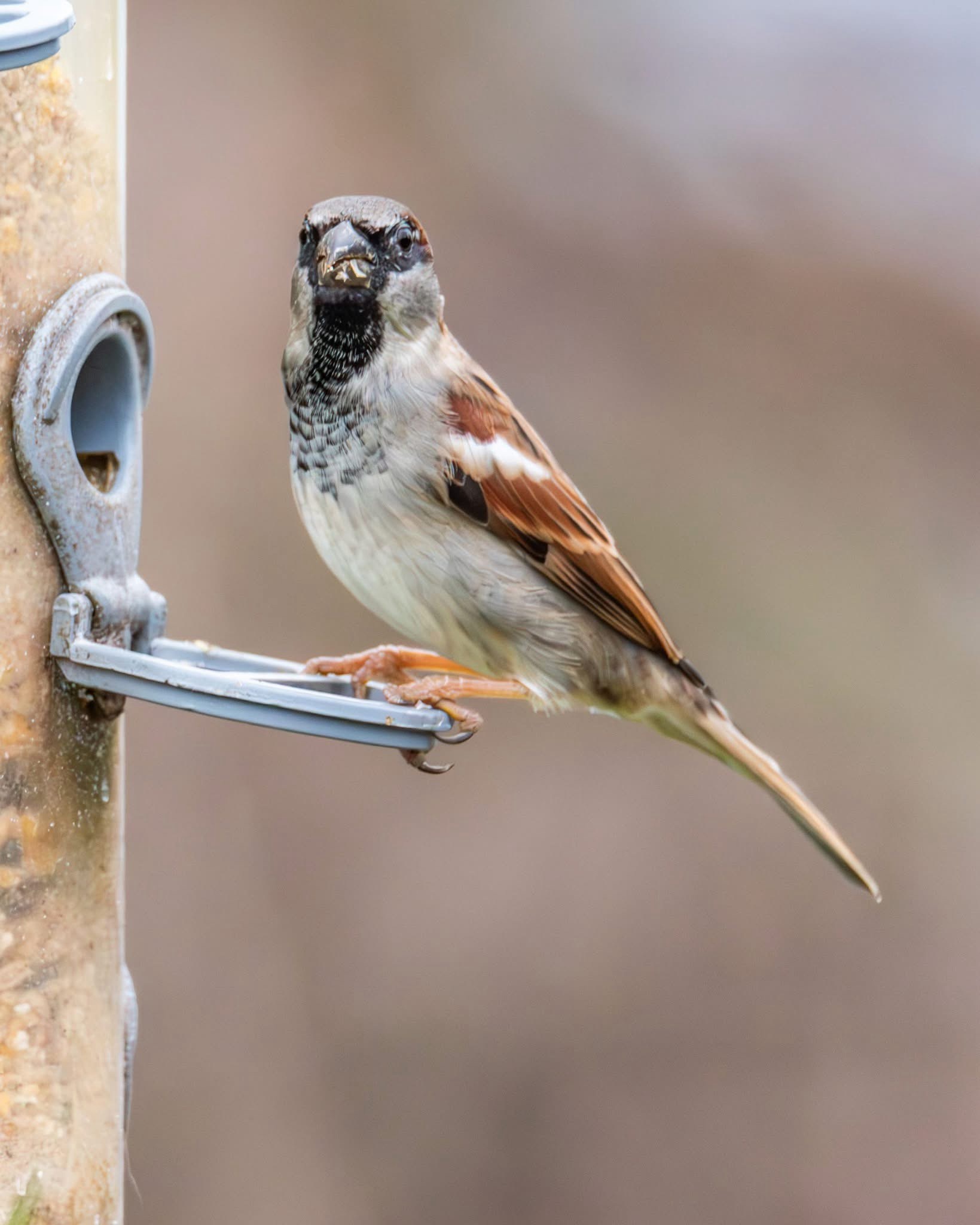 Meet the Charming Sparrow