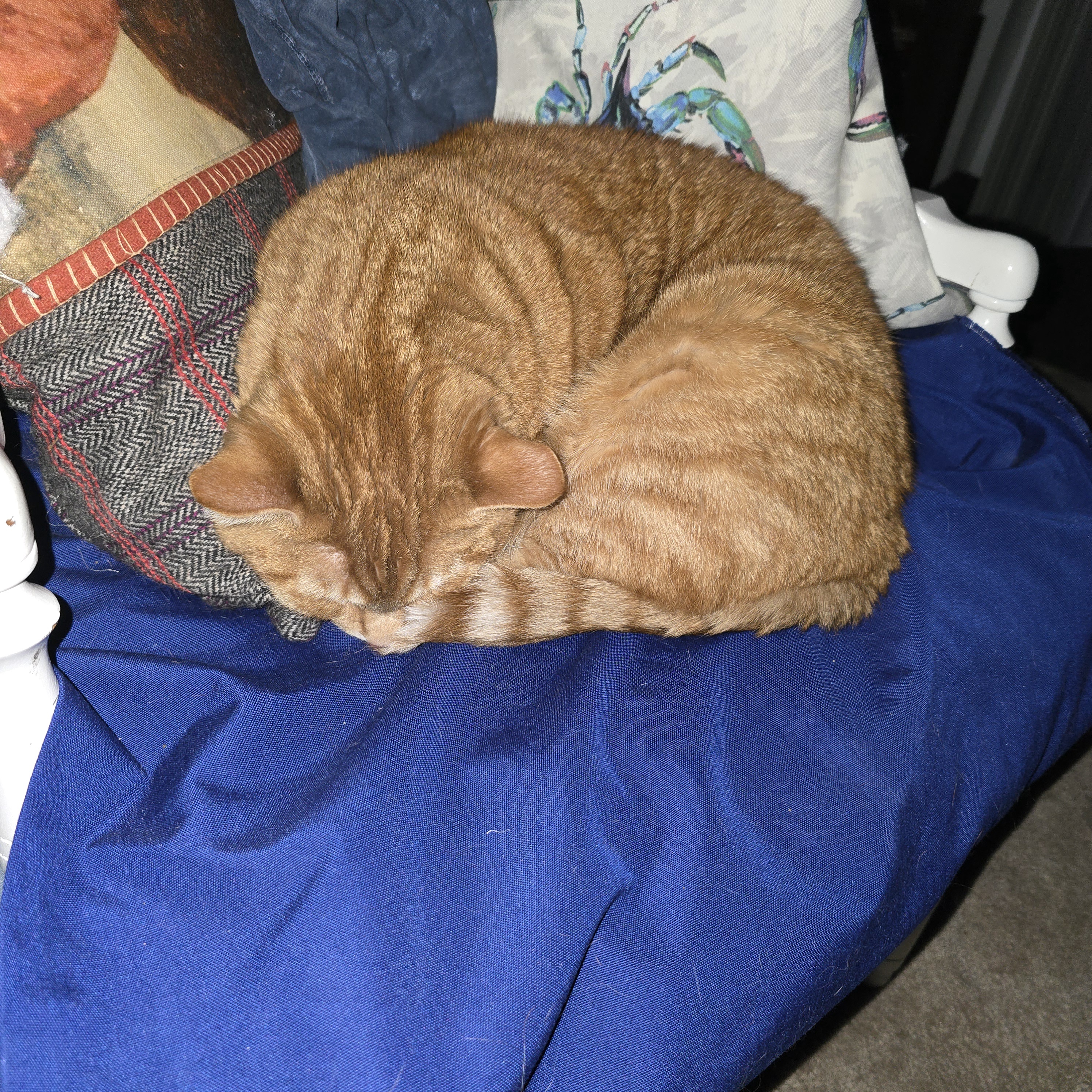 A Daily Cat Picture to Brighten Your Day