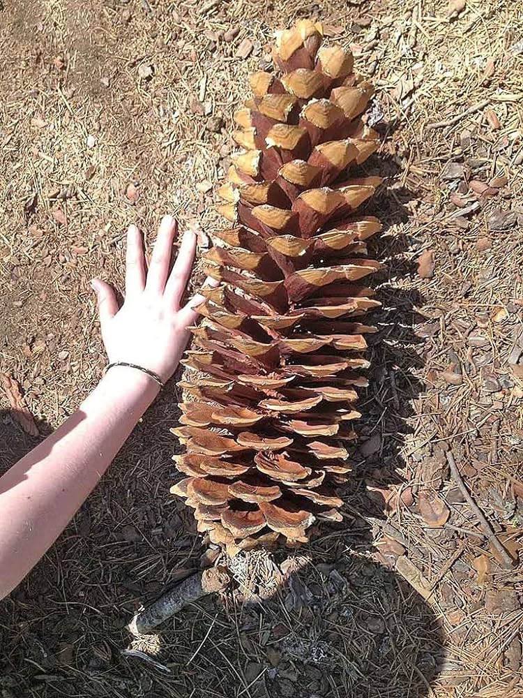 Oh, so you're part of Team Acorn, huh?