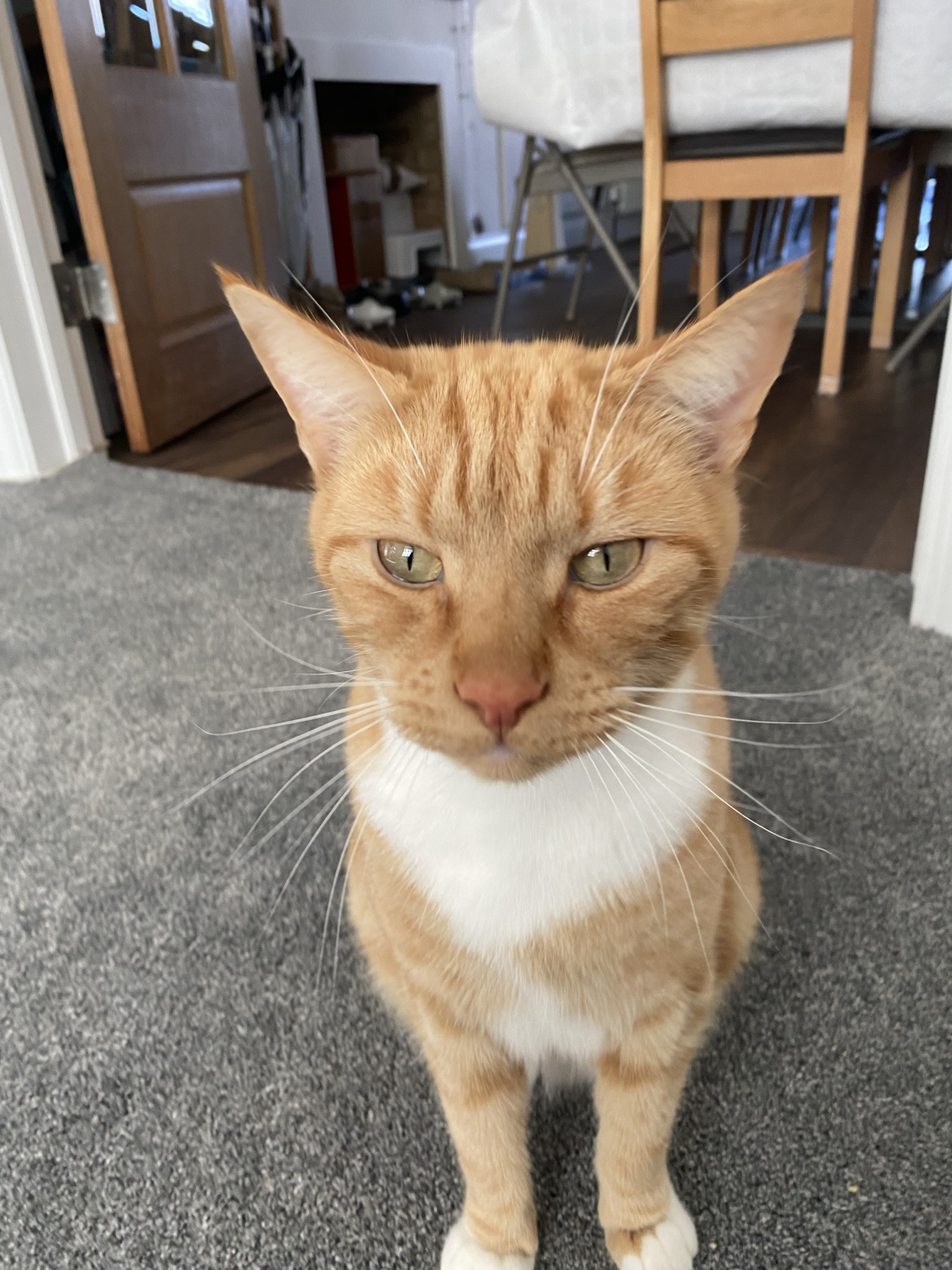 Biscuit’s Daily Snapshot