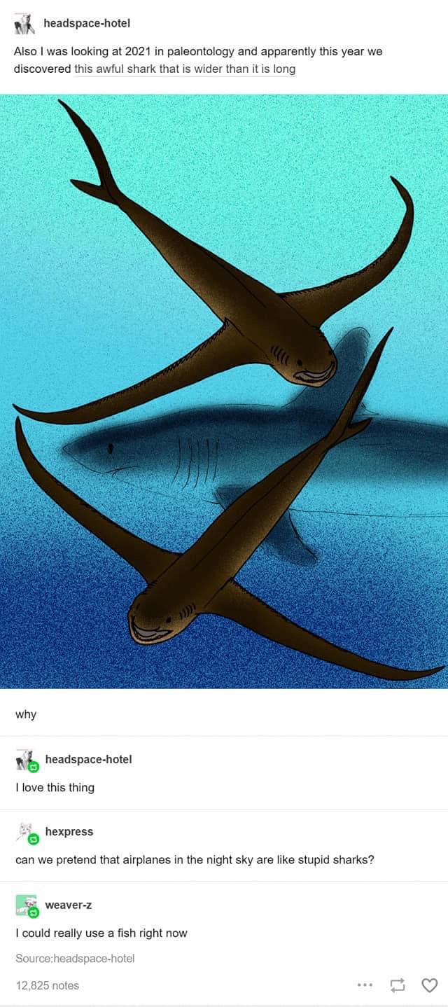 Exploring the World of Chondrichthyes
