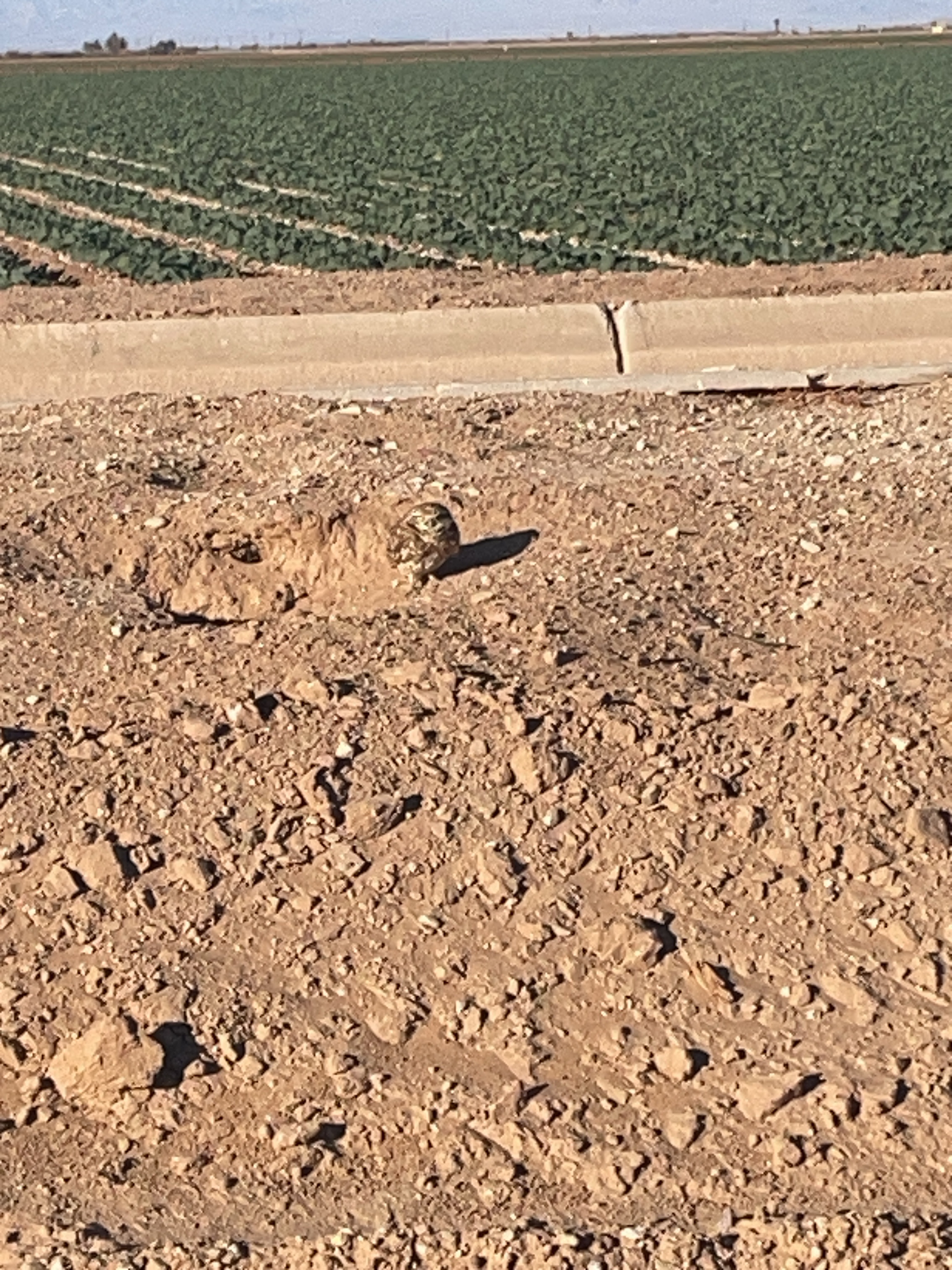 Meet the Charming Burrowing Owl