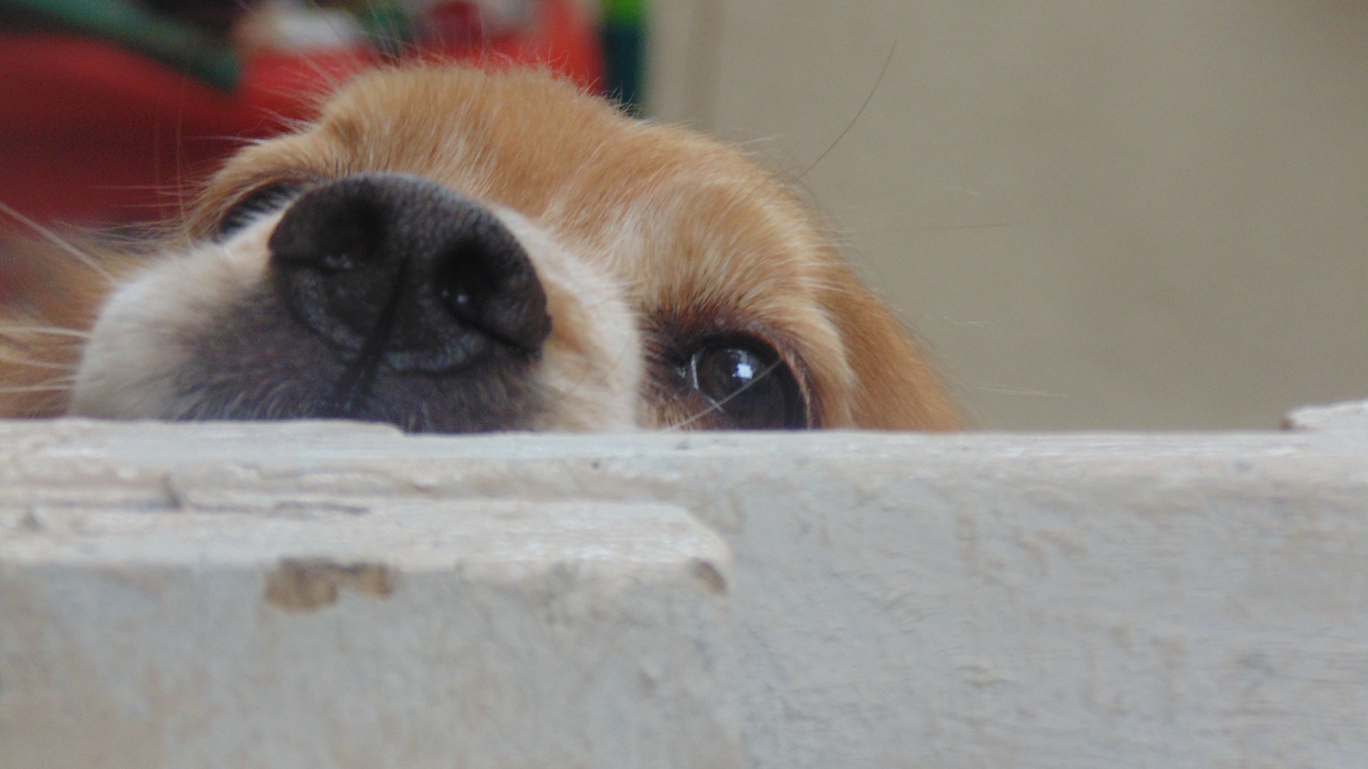 Those Adorable Puppy Eyes That Melt Your Heart