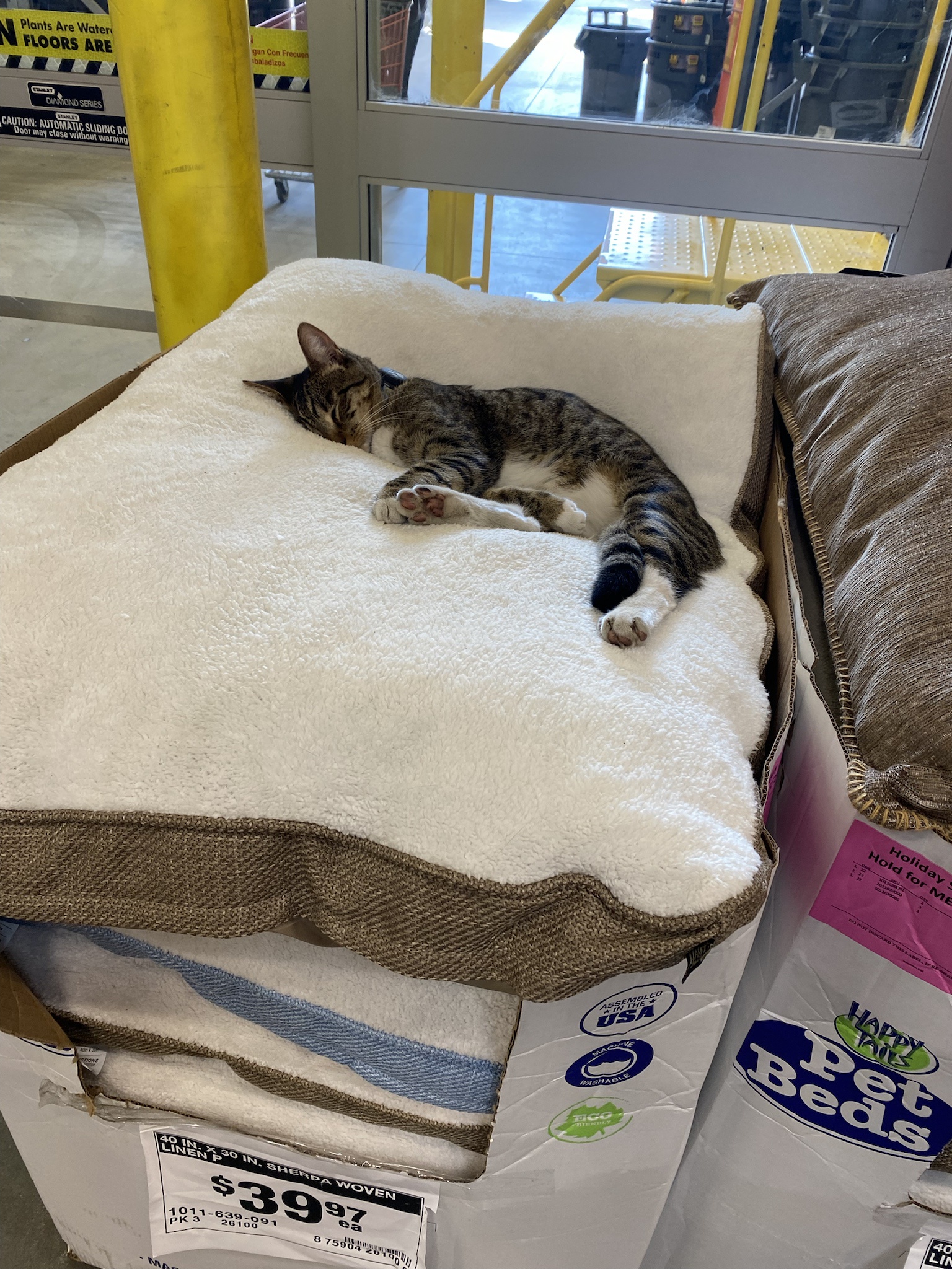 Just $39.97! (Cat not included, of course)