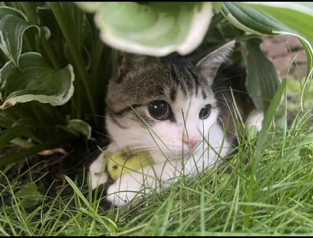 Pihkel: A Mysterious Encounter