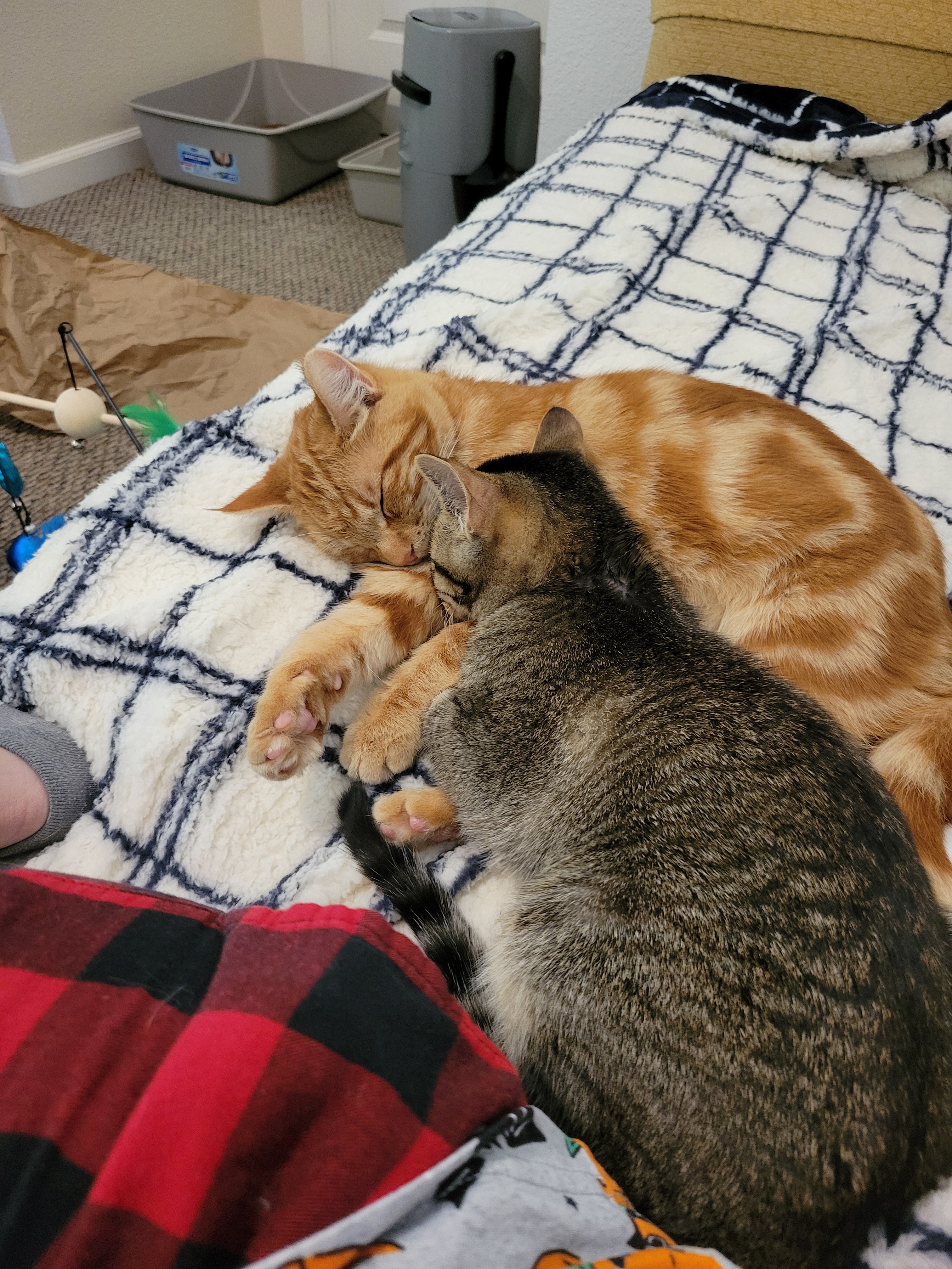 Meet Our Adorable New Kitties: They've Got Names!