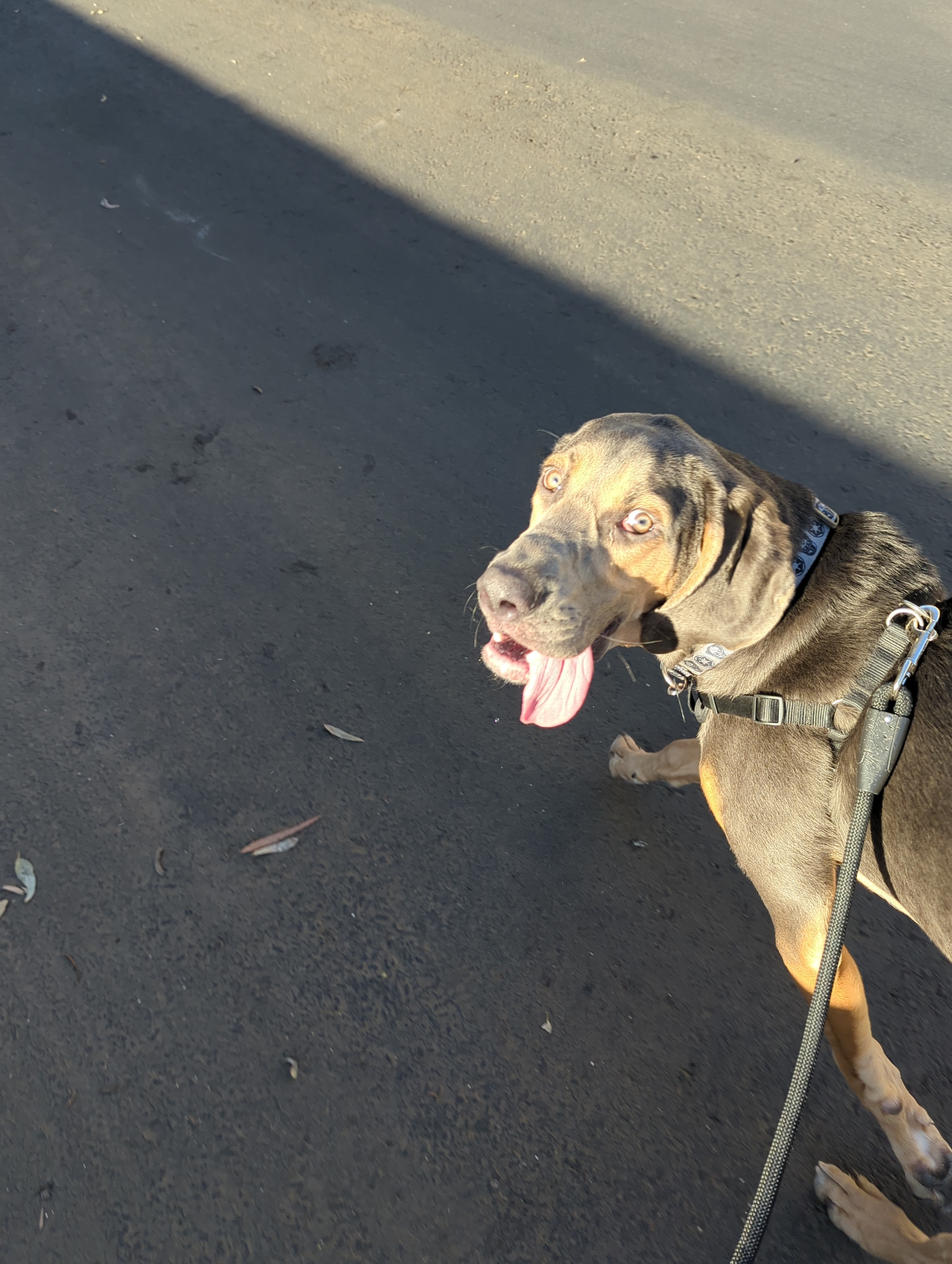 Meet Clyde the Rescue Pup Living His Best Life at 8 Months!