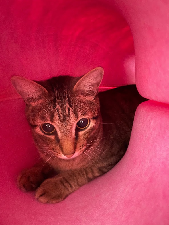 Adorable Cat Antics