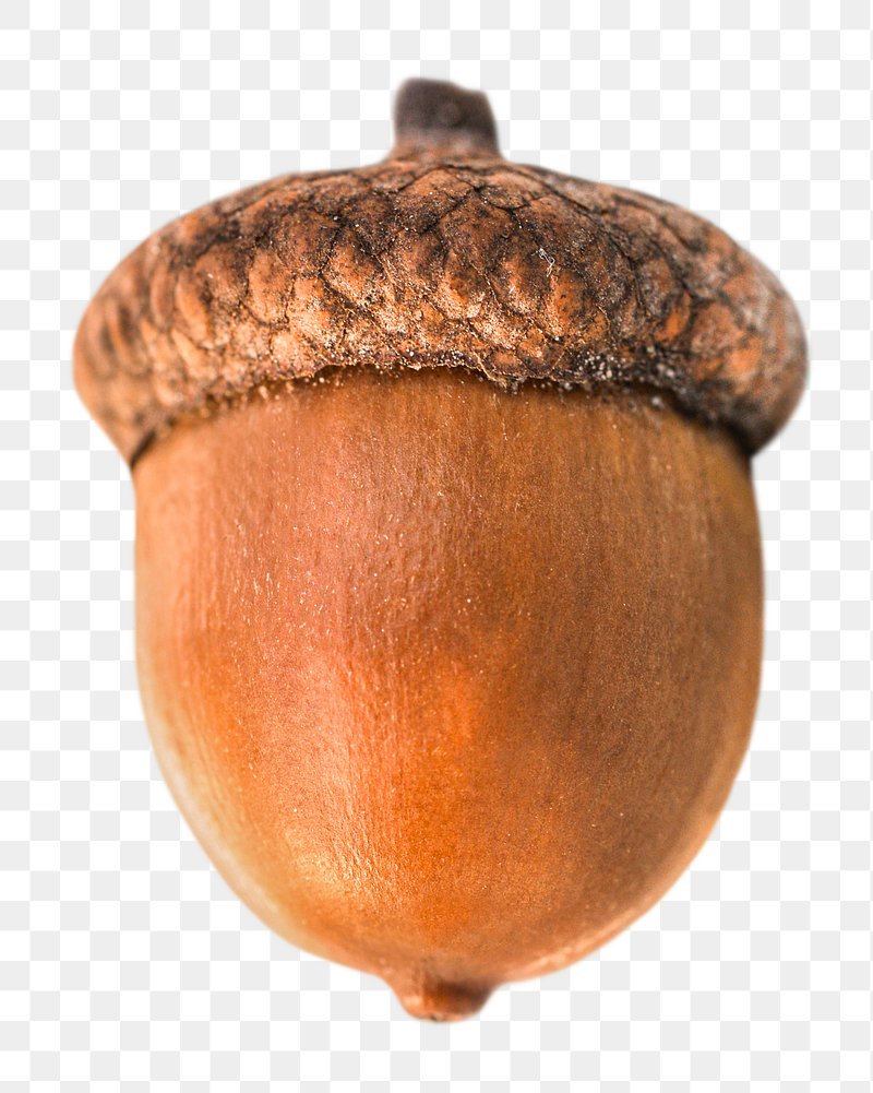 The Mighty Acorn: Nature's Treasure