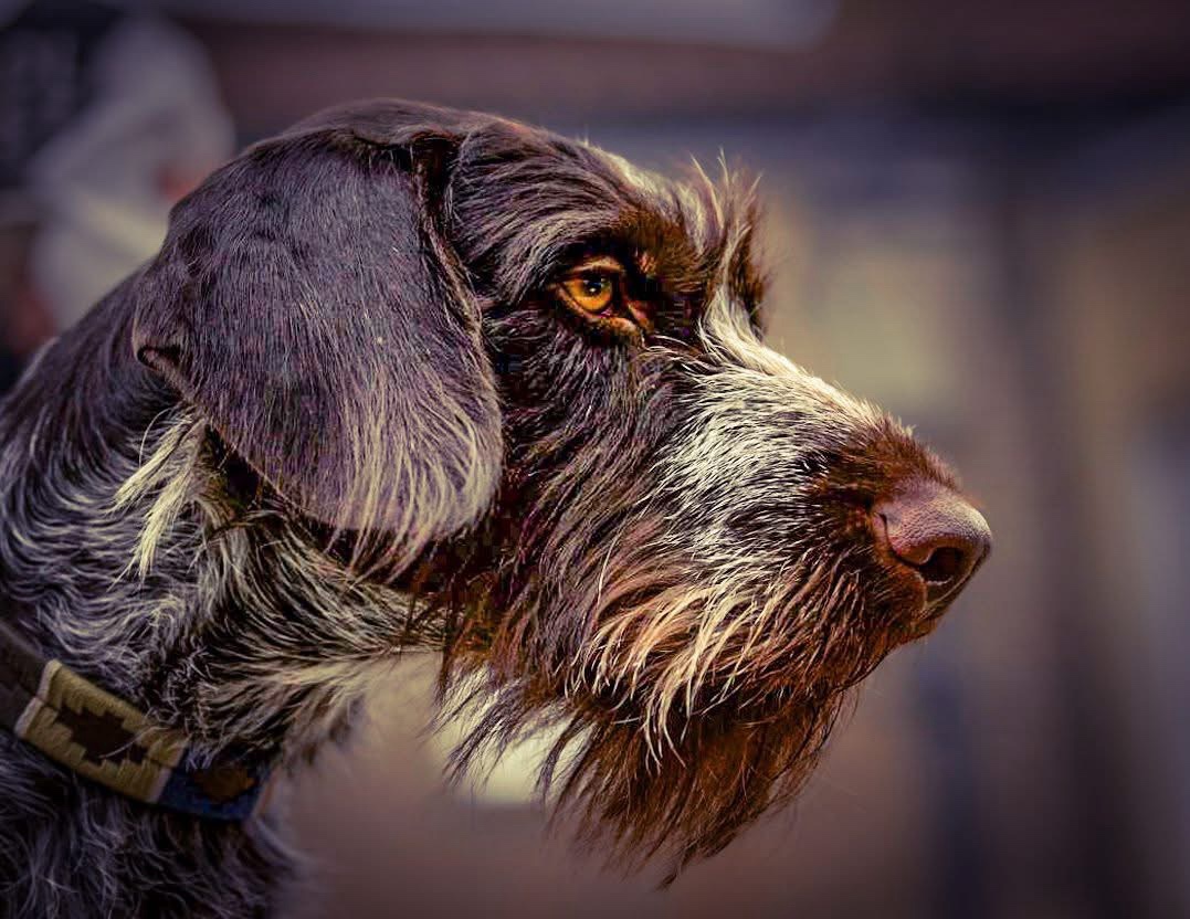 Meet the German Wire Haired Pointer: A Loyal Companion