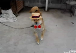 Hello My Baby, Hello My Honey: A Ragtime Delight!