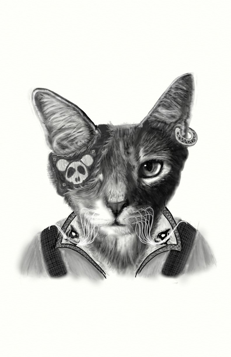 A Message to the Imgurian Who Lost Their Adorable Pirate Kitty