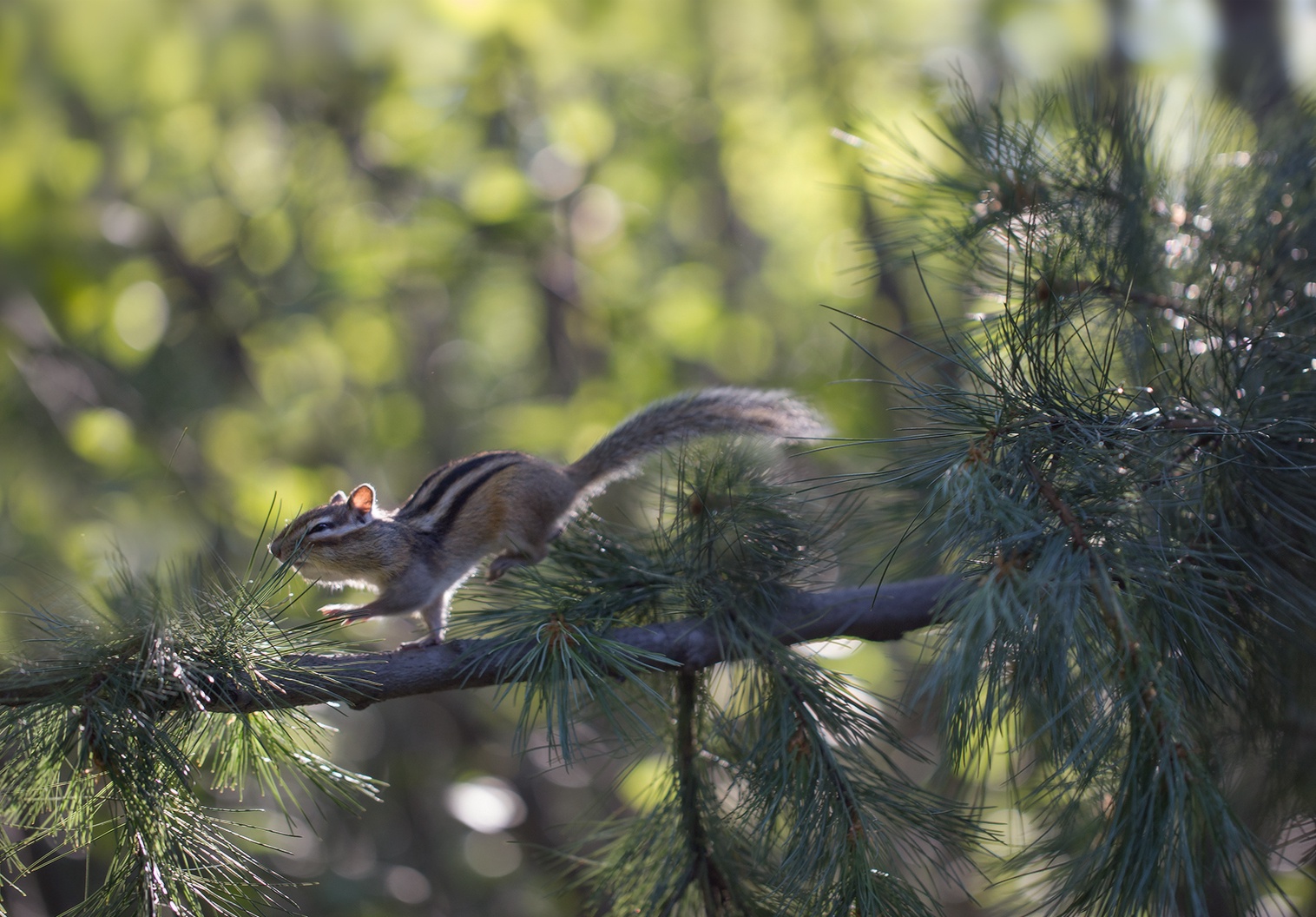 The Adorable Adventure of a Chipmunk Hunting for Pinecones