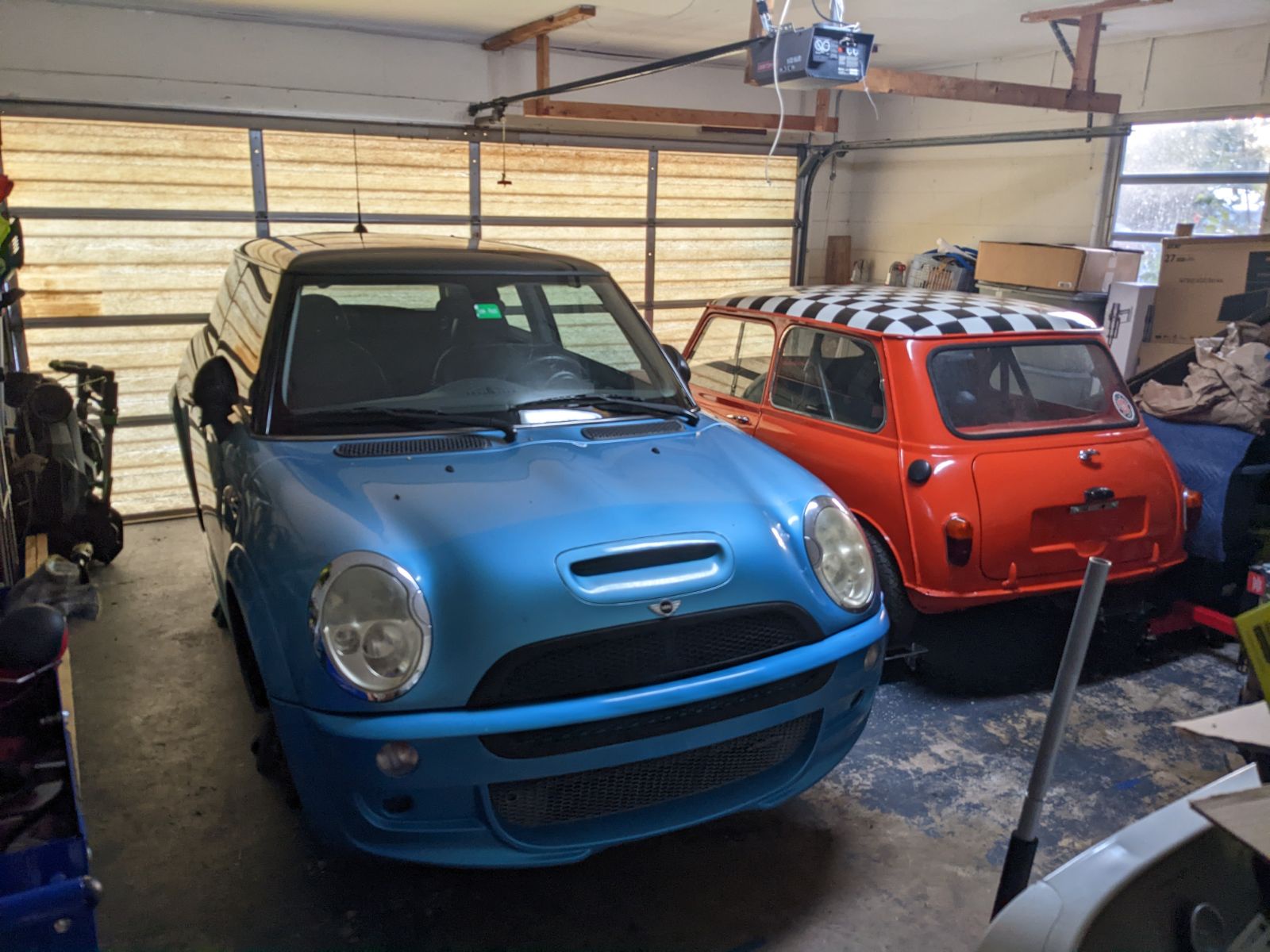 My Minis thriving in their natural habitat...