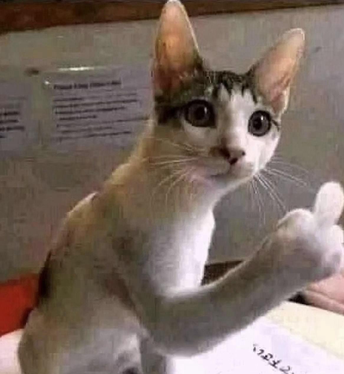 Caturday: A Purrfect Meme Collection