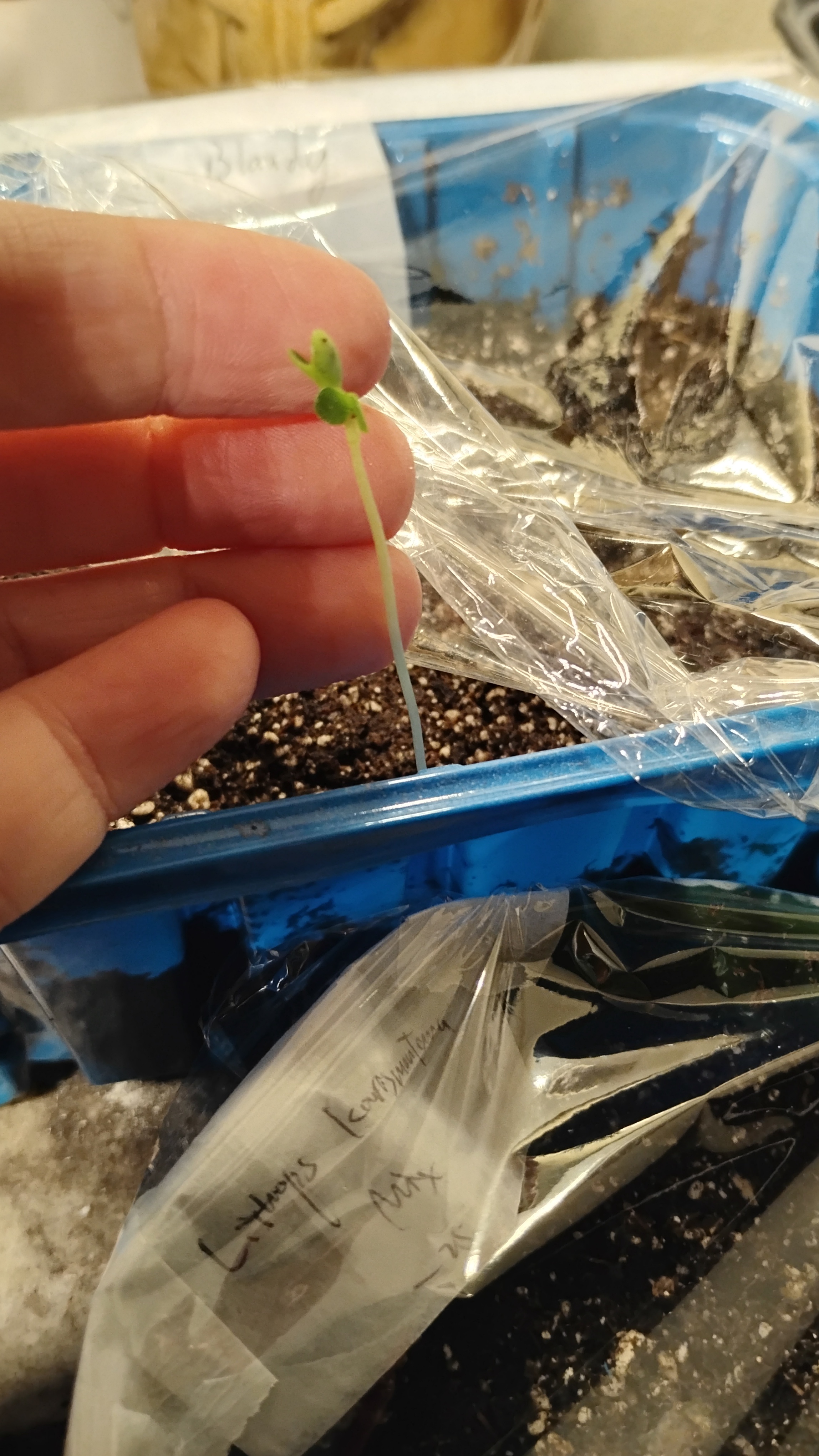 Bird seed somehow ended up in my cactus soil.