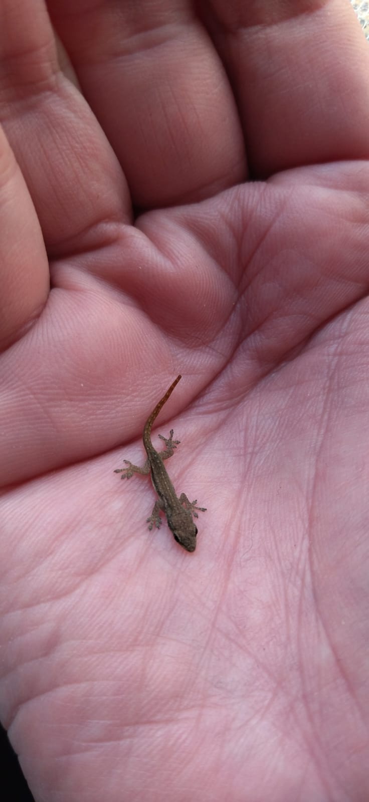 Tiny but Mighty: The Power of Smol