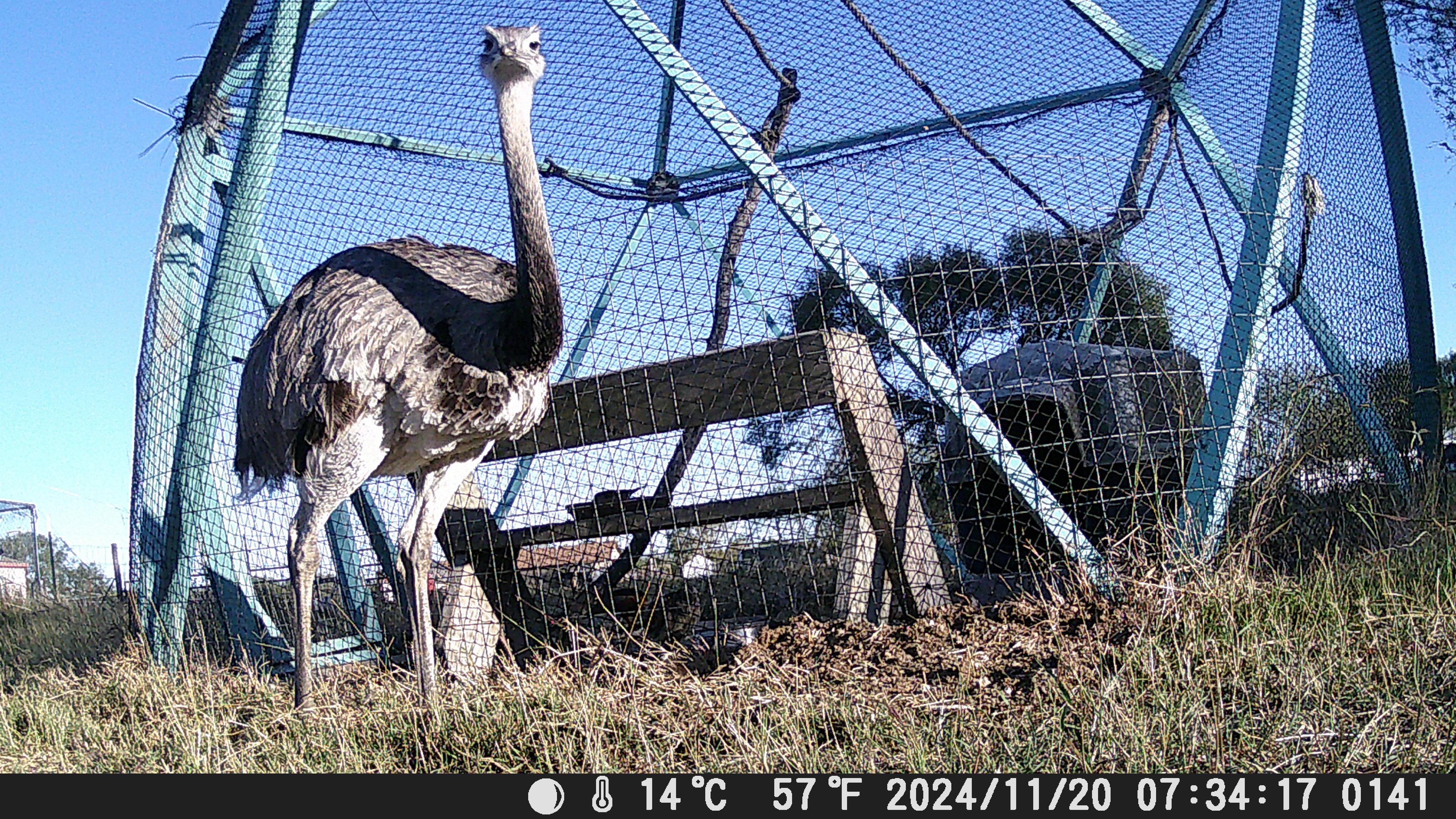 Set up a trail cam to uncover the mystery of my sneaky rhea!